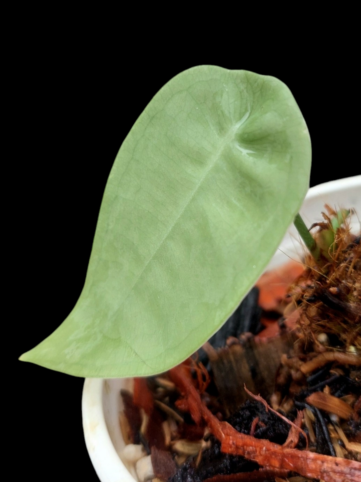 Anthurium sp. "Little Ghost" with 1 Leaf (EXACT PLANT)