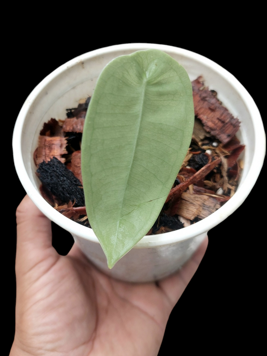 Anthurium sp. "Little Ghost" with 1 Leaf (EXACT PLANT)