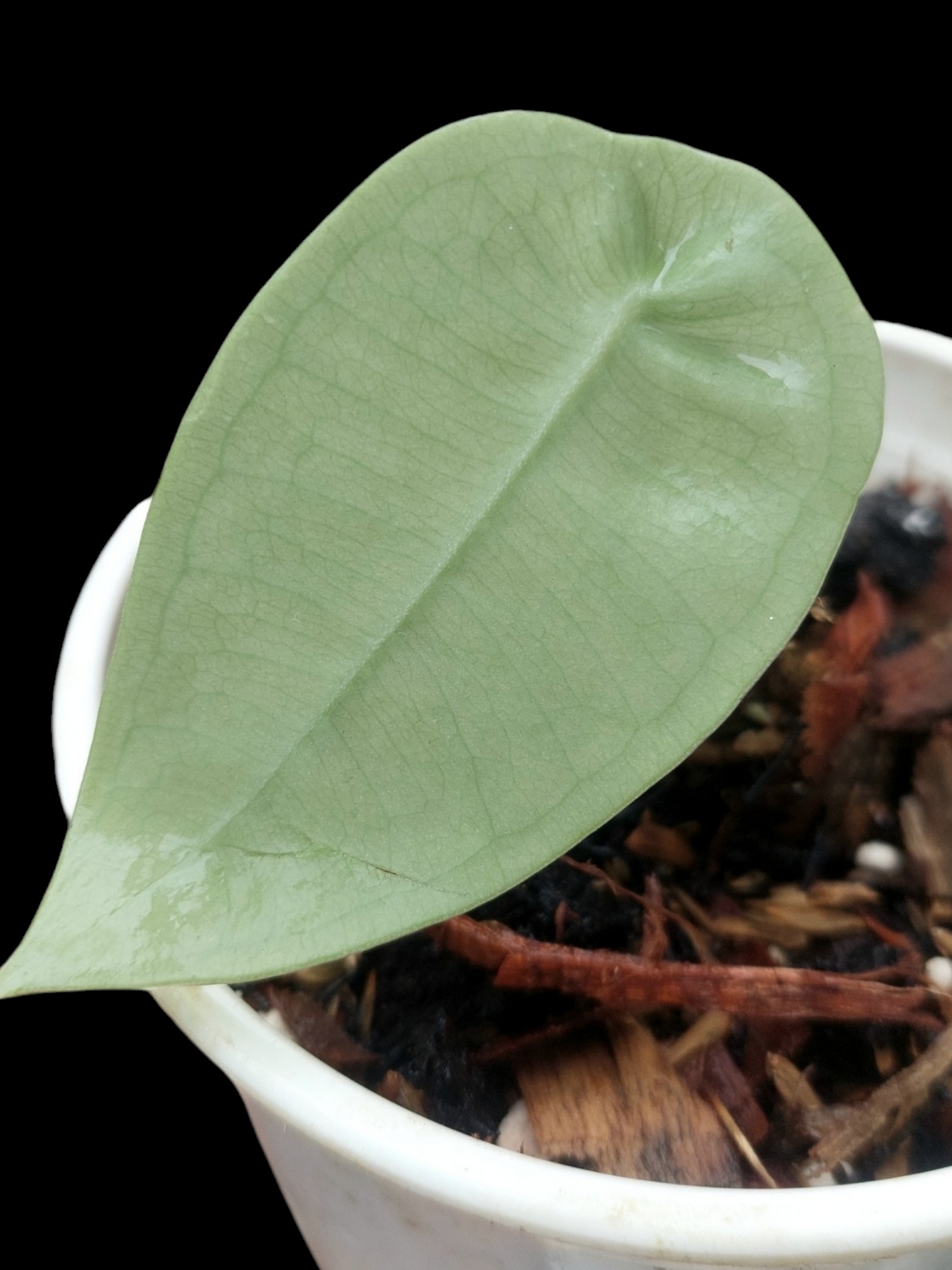 Anthurium sp. "Little Ghost" with 1 Leaf (EXACT PLANT)