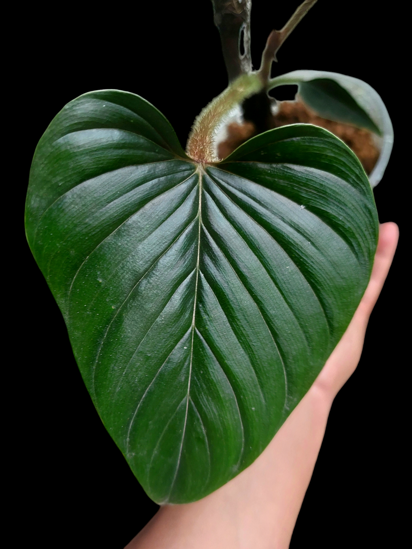 Philodendron Serpens (EXACT PLANT)