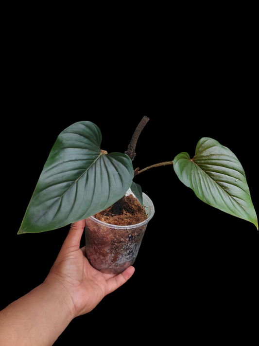 Philodendron Serpens (EXACT PLANT)