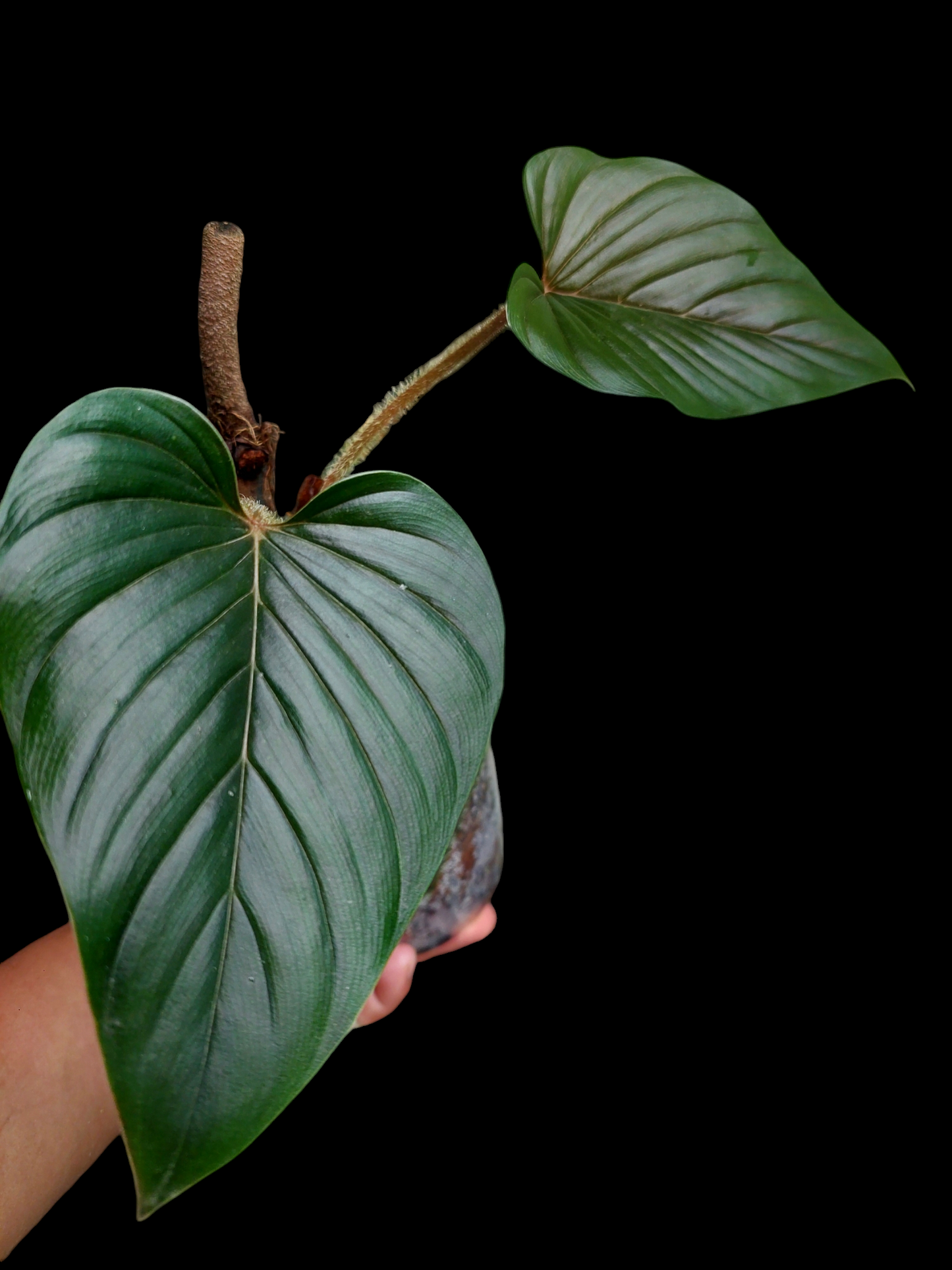 Philodendron Serpens (EXACT PLANT)