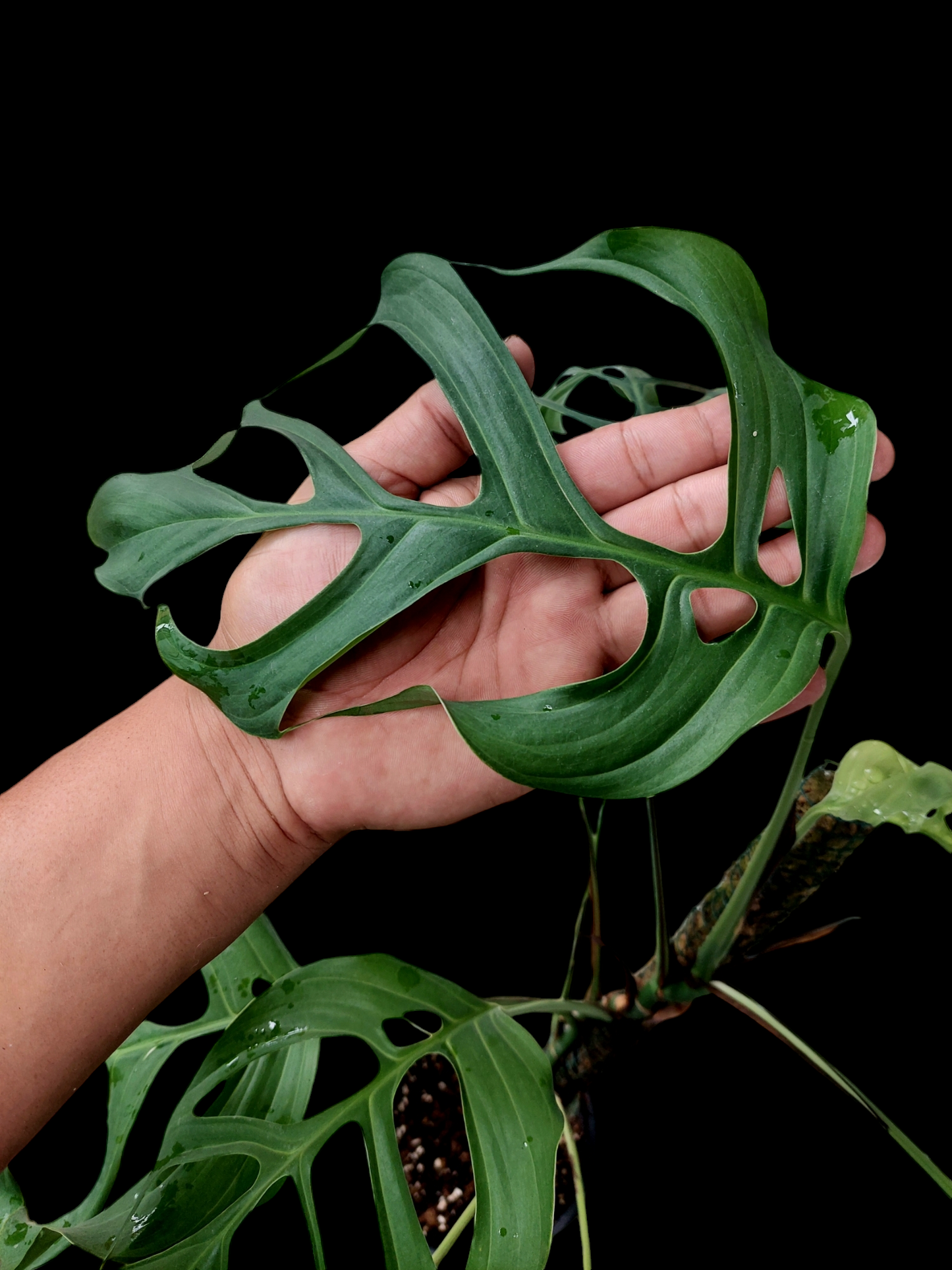 Monstera Filamentous Peru Wild Ecoype BIG PLANT (EXACT PLANT)