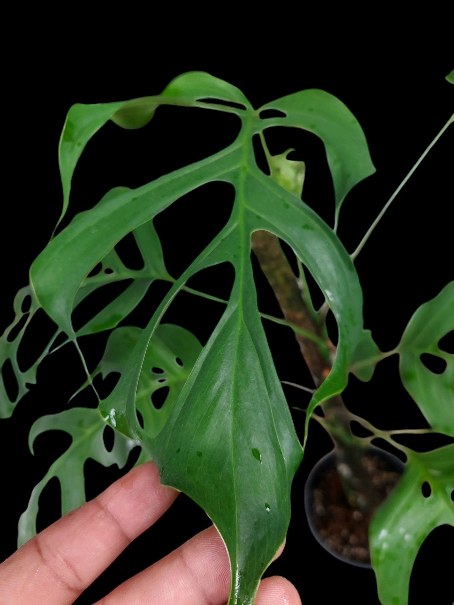 Monstera Filamentous Peru Wild Ecoype BIG PLANT (EXACT PLANT)