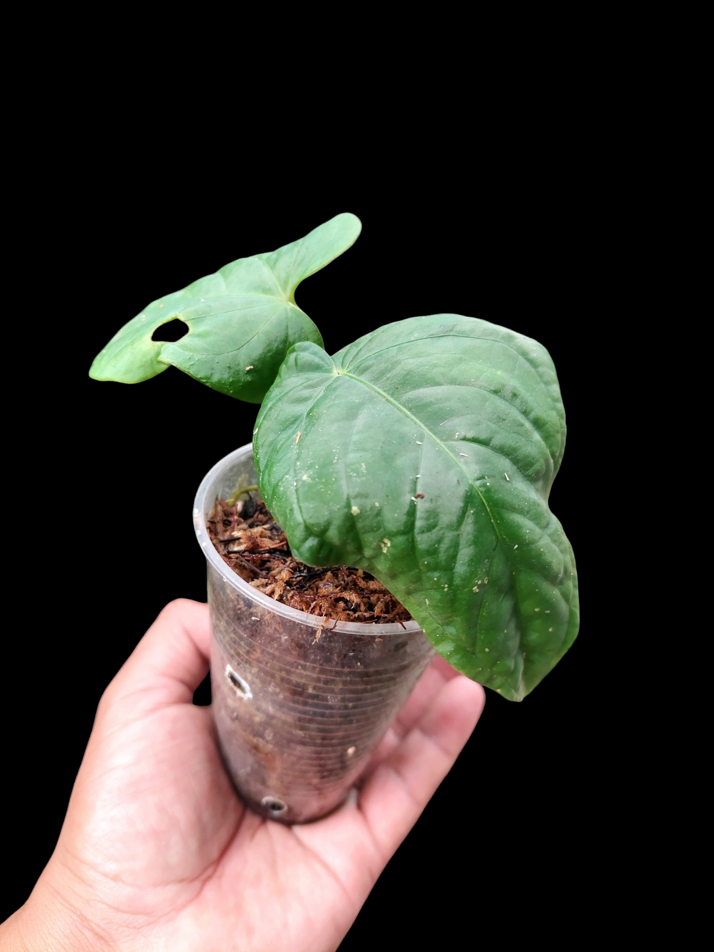 Anthurium Kunayalense Small Size with 2 Leaves Wilde Ecotype Pure Specie (EXACT PLANT)