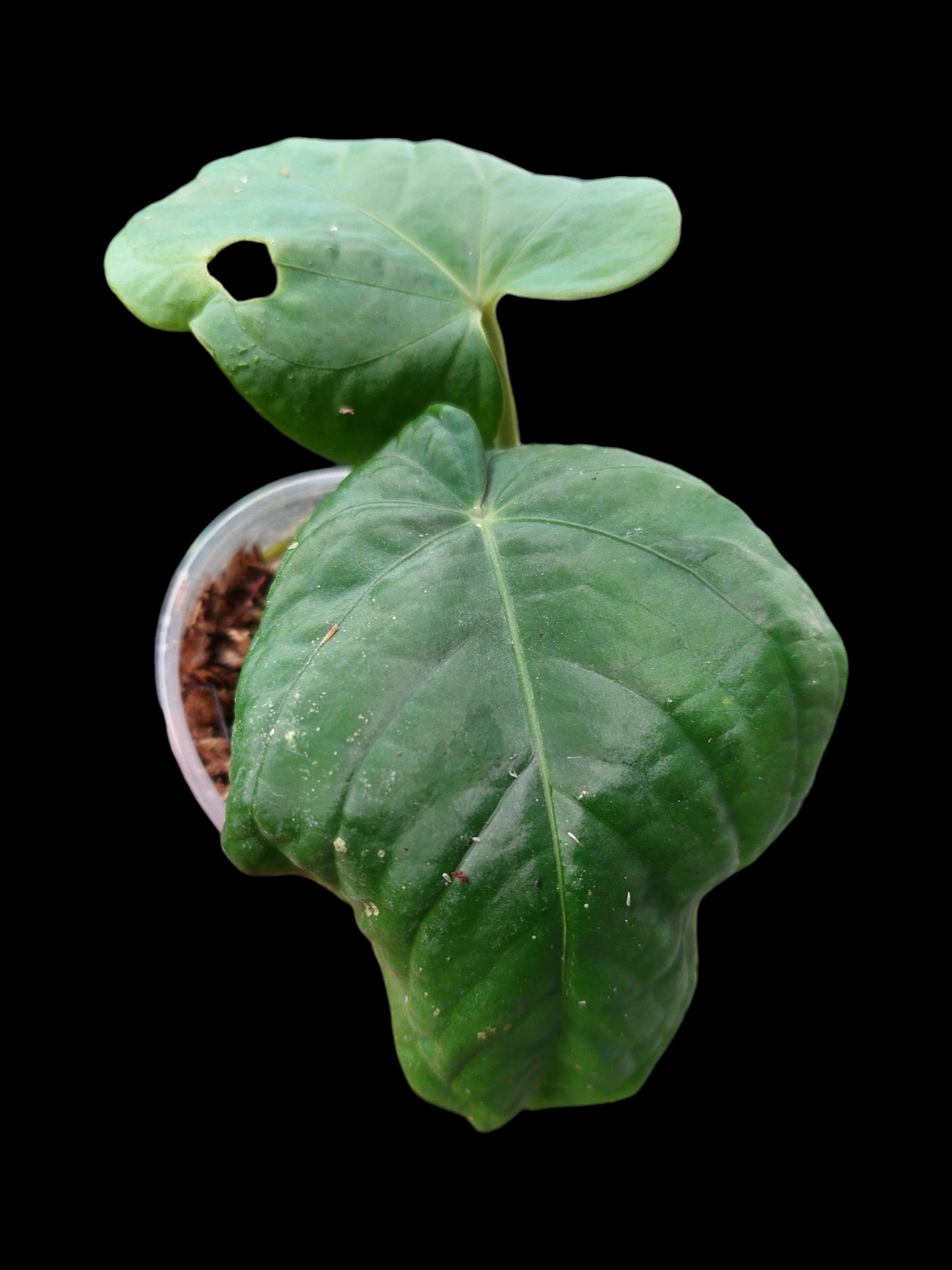 Anthurium Kunayalense Small Size with 2 Leaves Wilde Ecotype Pure Specie (EXACT PLANT)