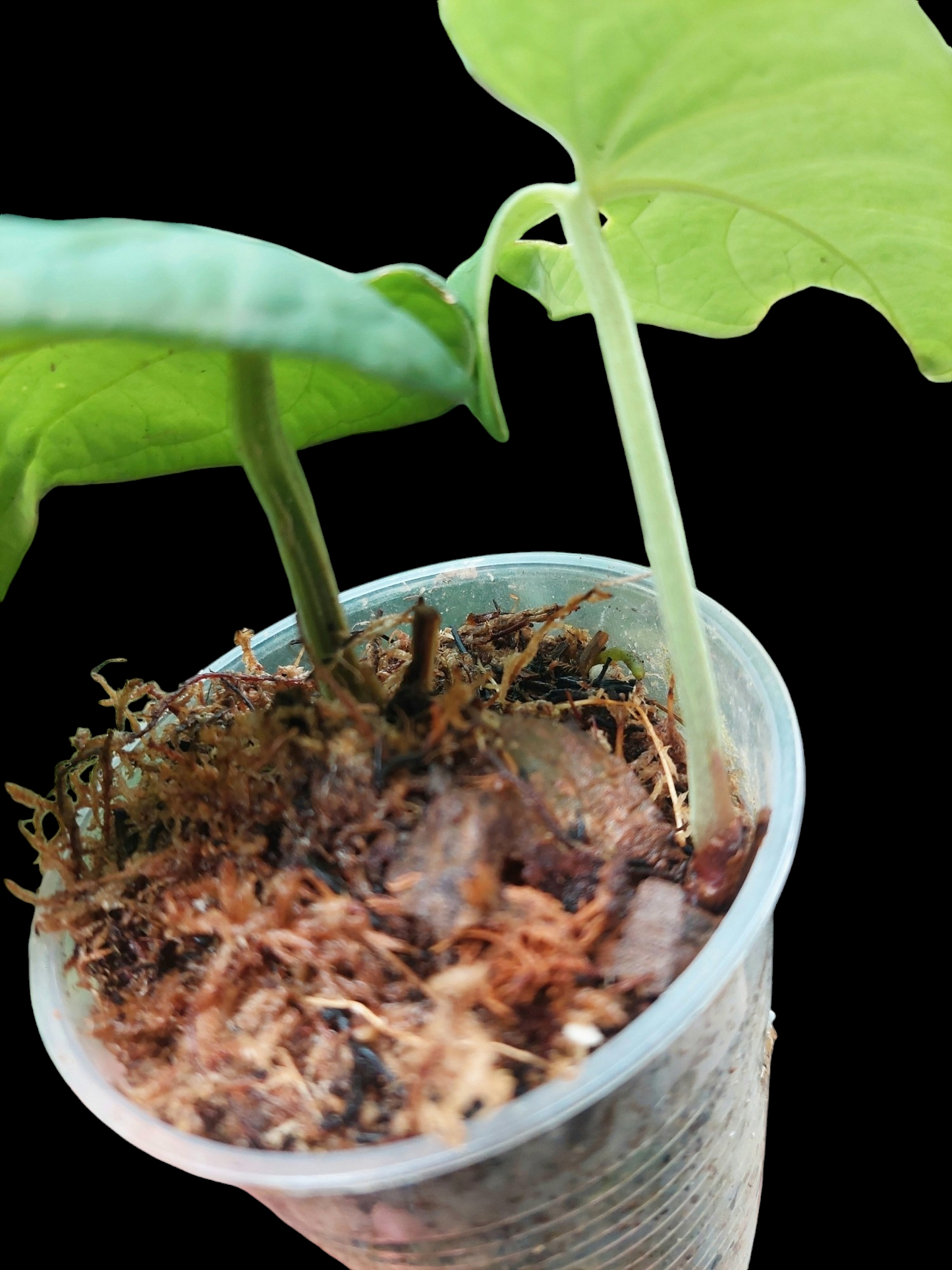 Anthurium Kunayalense Small Size with 2 Leaves Wilde Ecotype Pure Specie (EXACT PLANT)