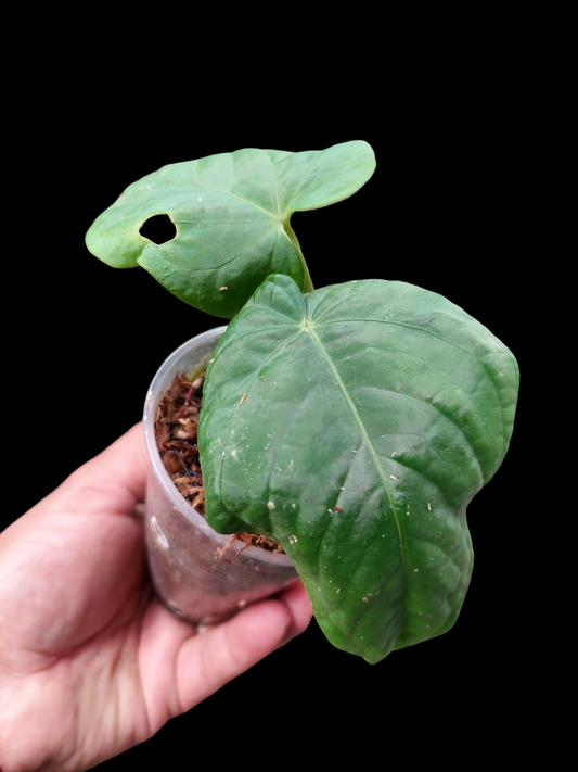 Anthurium Kunayalense Small Size with 2 Leaves Wilde Ecotype Pure Specie (EXACT PLANT)