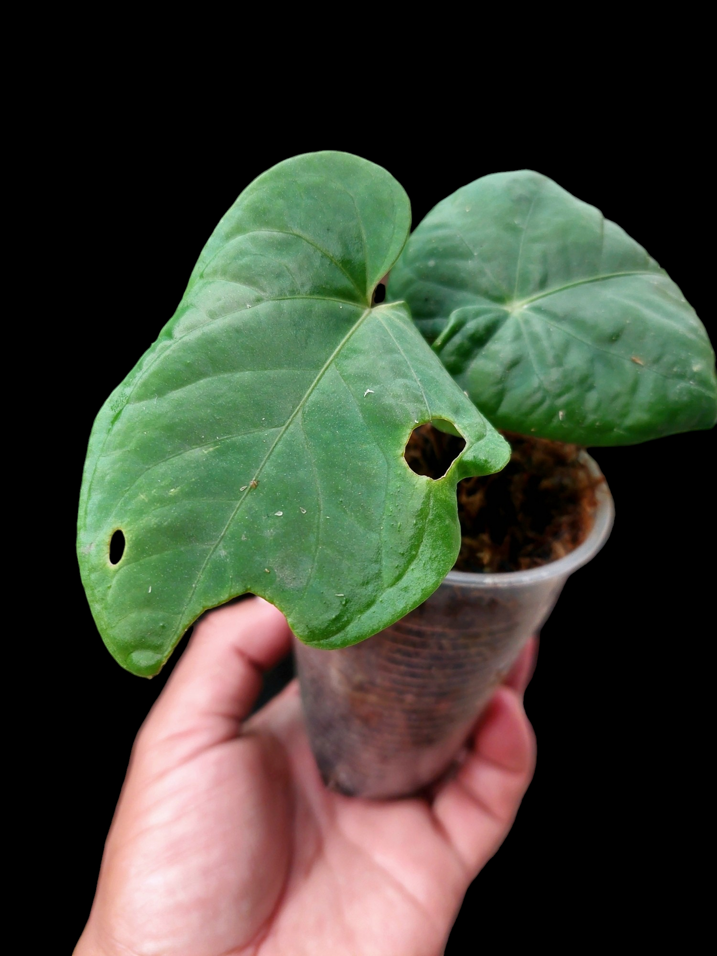 Anthurium Kunayalense Small Size with 2 Leaves Wilde Ecotype Pure Specie (EXACT PLANT)