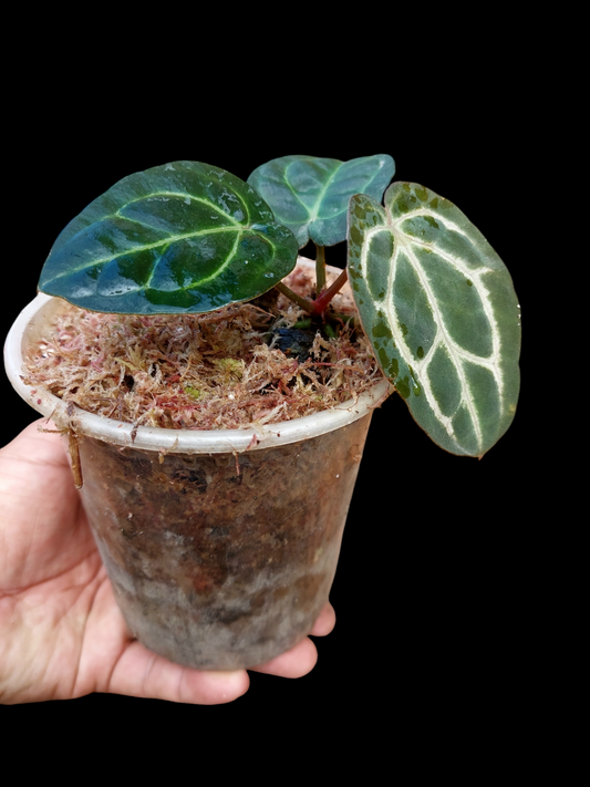 Anthurium Carlablackiae Small 3 Leaves Wild Ecotype (EXACT PLANT)