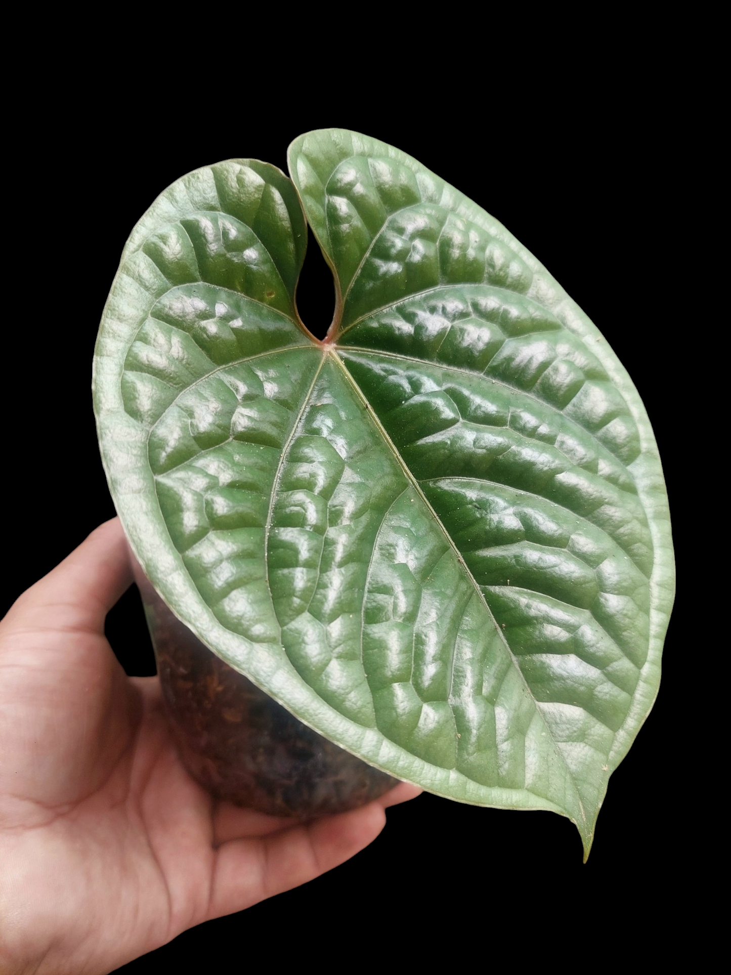 Anthurium Luxurians Platinum Medium Size (EXACT PLANT)