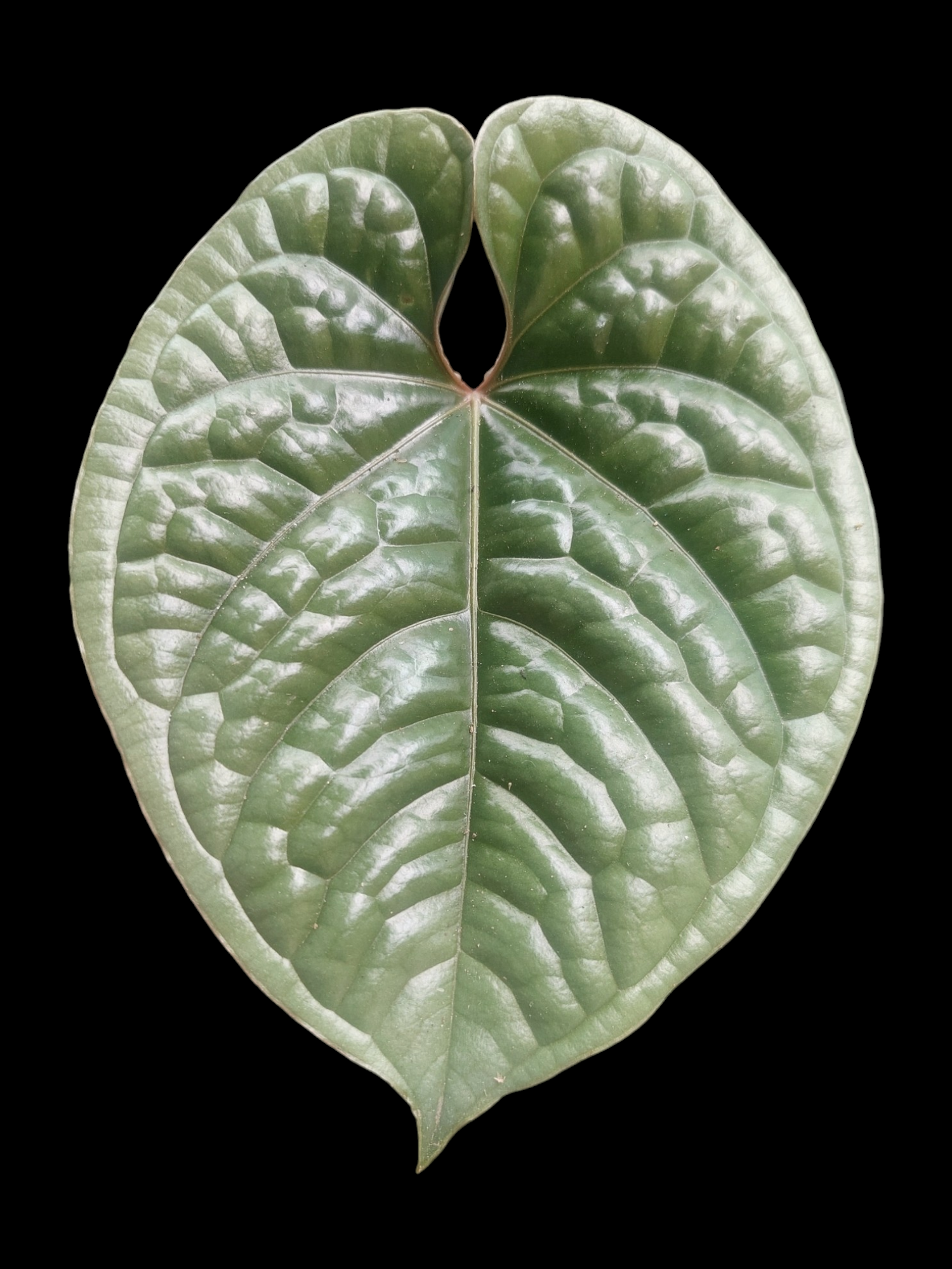 anthurium luxurians platinum Anthurium Luxurians Platinum Medium Size (EXACT PLANT) – Amazon Plants Peru