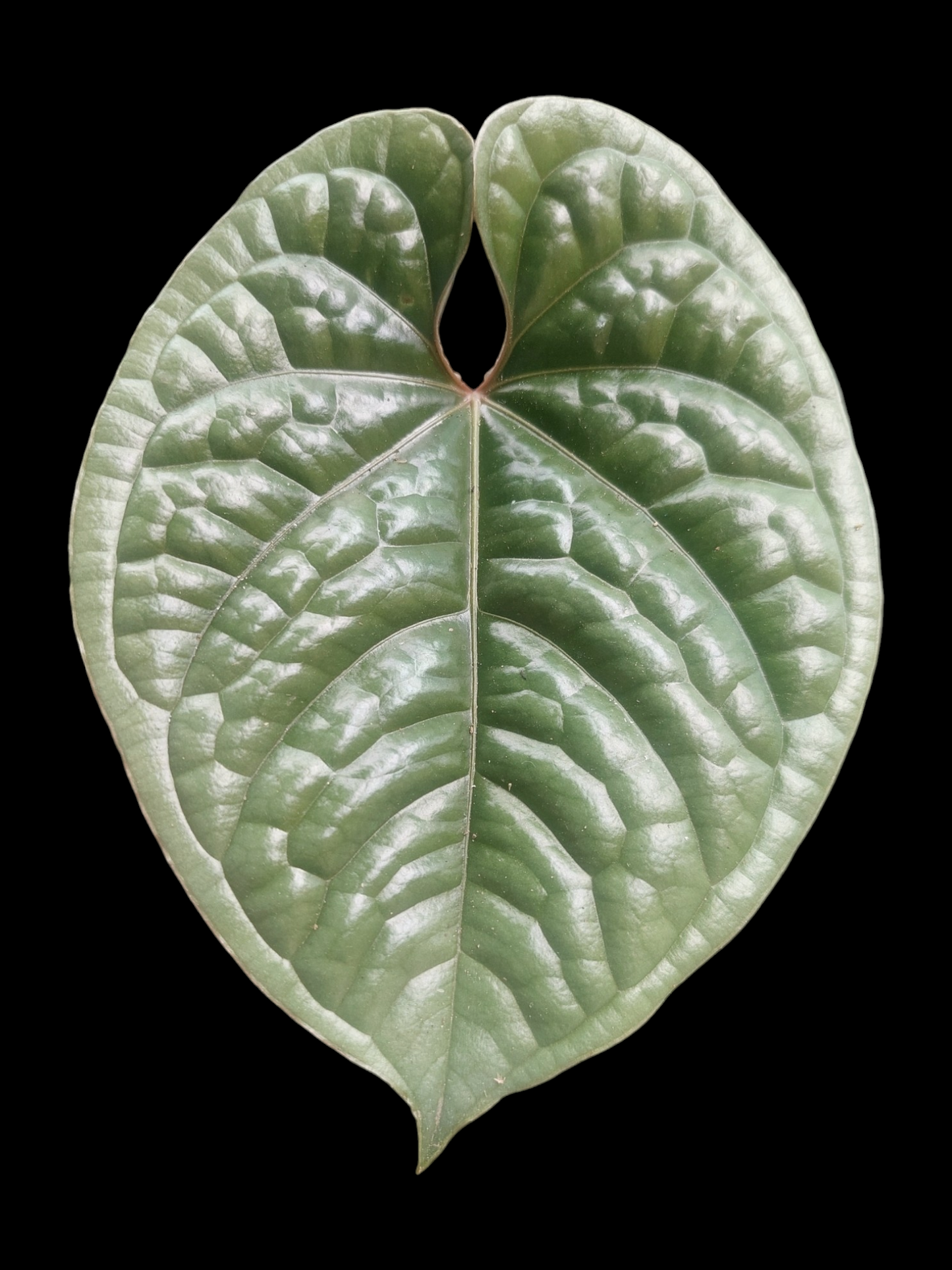 Anthurium Luxurians Platinum Medium Size (EXACT PLANT)