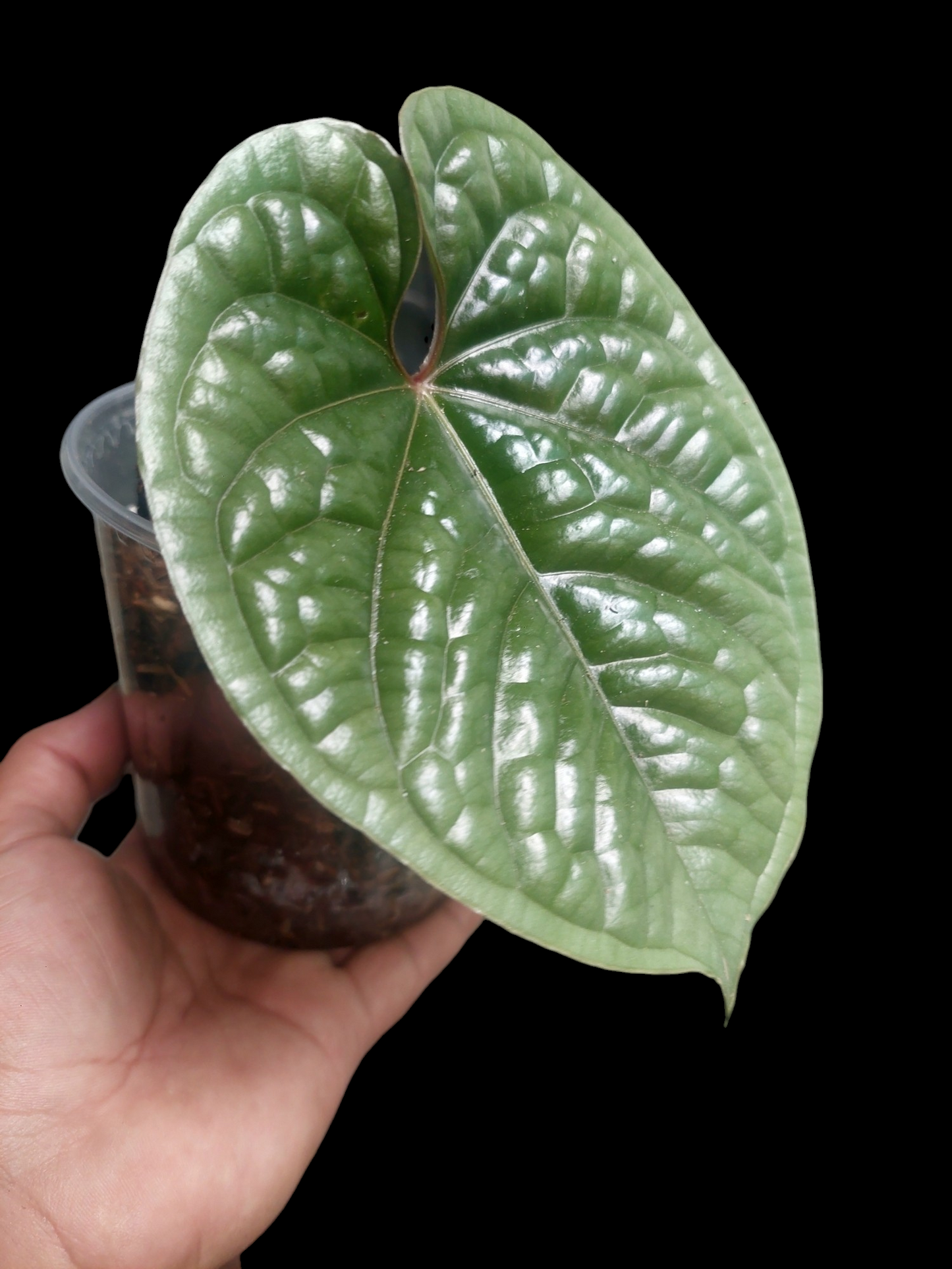 anthurium luxurians silver Anthurium Luxurians Platinum Medium Size (EXACT PLANT) – Amazon Plants Peru