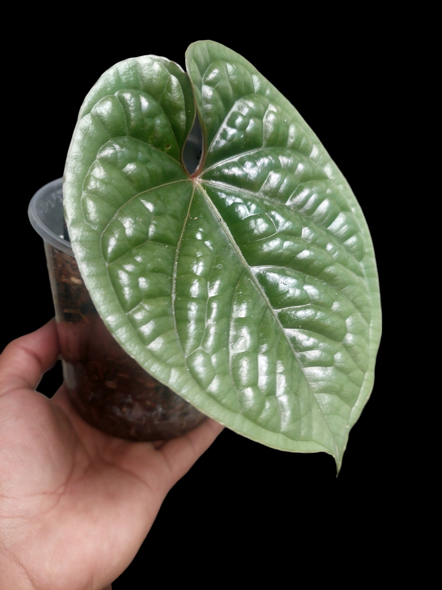 Anthurium Luxurians Platinum Medium Size (EXACT PLANT)