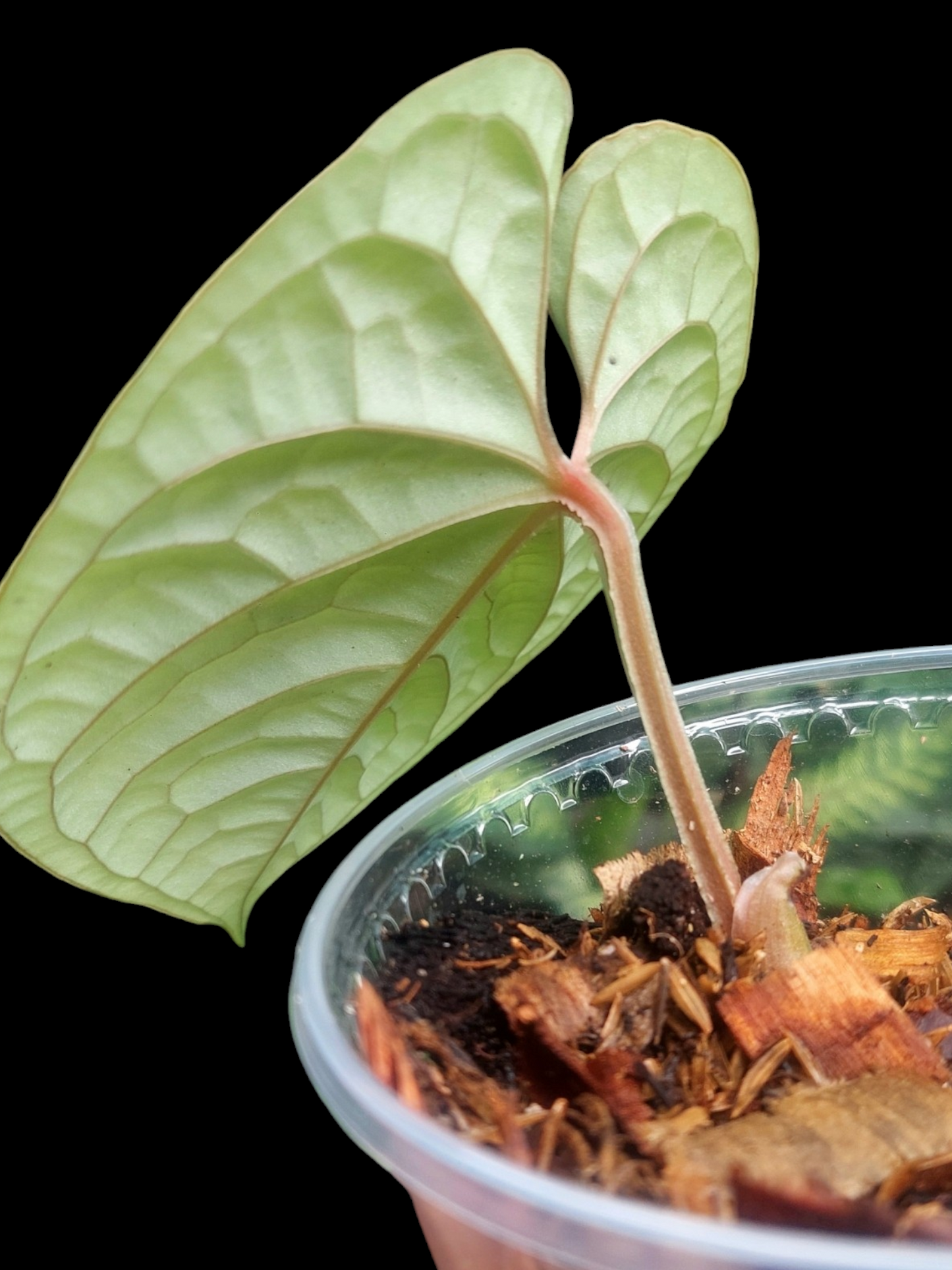anthurium luxurians platinum Anthurium Luxurians Platinum Medium Size (EXACT PLANT) – Amazon Plants Peru