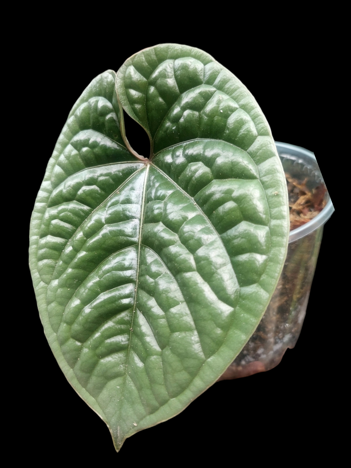 Anthurium Luxurians Platinum Medium Size (EXACT PLANT)