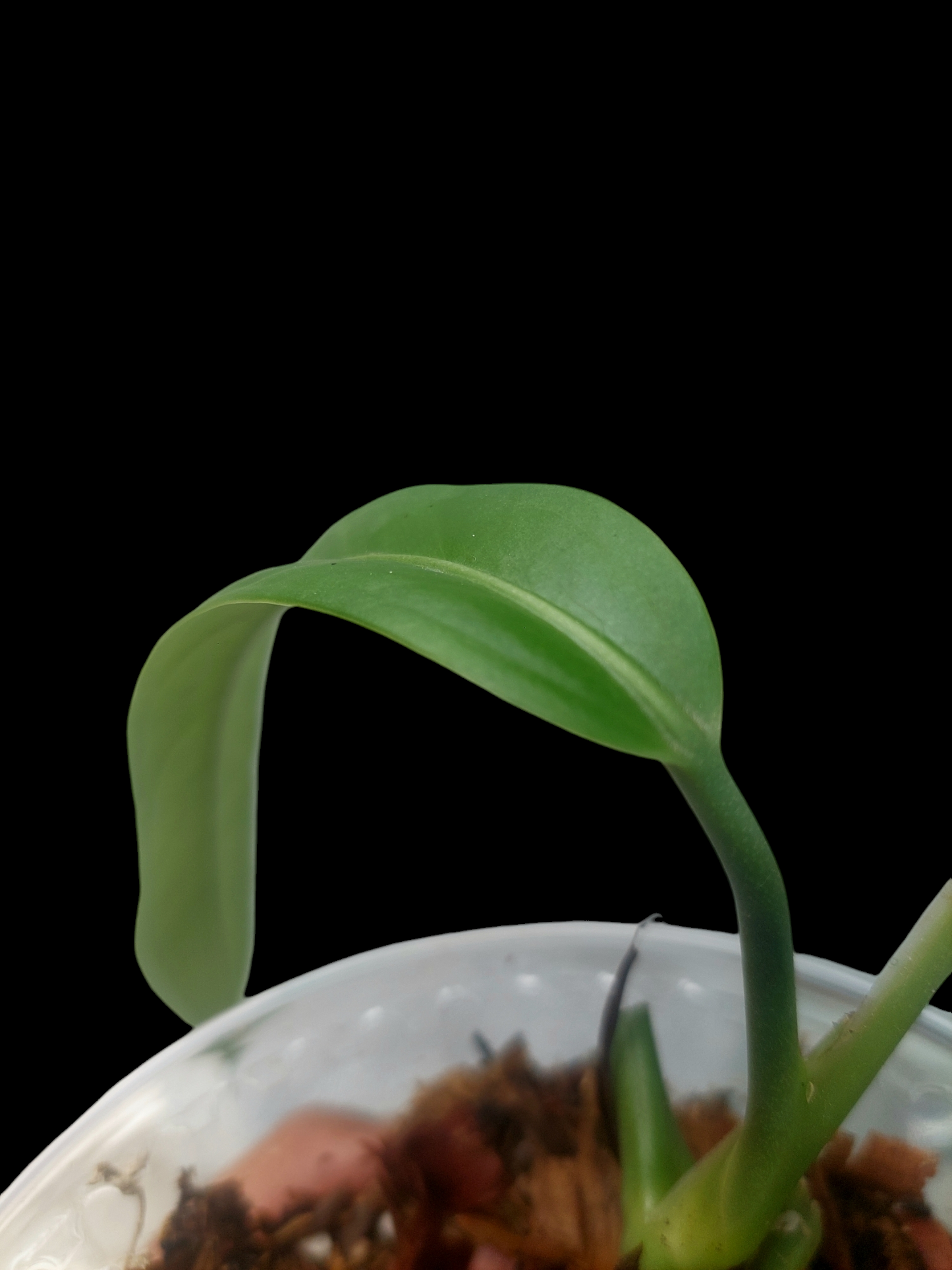 Anthurium Ceronii Wild Ecotype Small Size (EXACT PLANT)