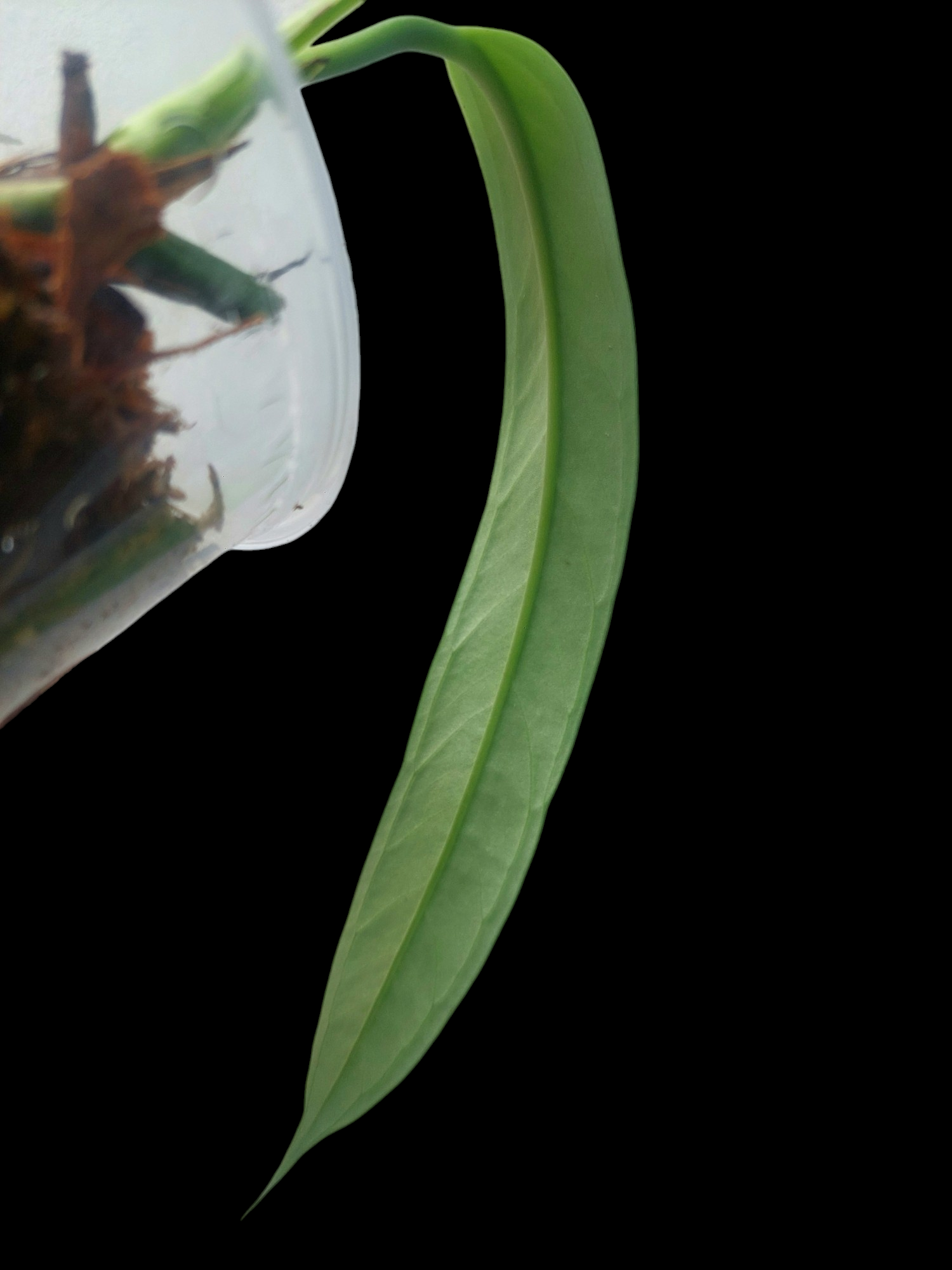 anthurium ceronii Anthurium Ceronii Wild Ecotype (EXACT PLANT)