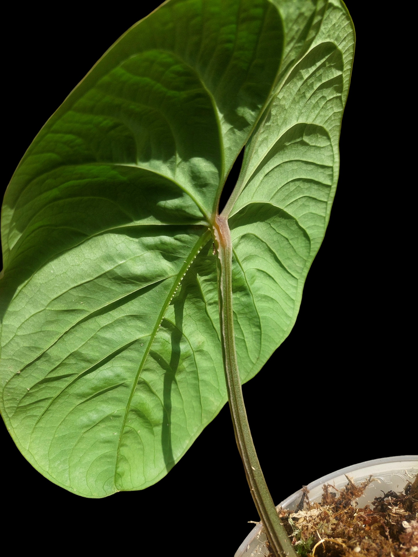 Anthurium sp. 'Huanuco Velvet' Wild Ecotype Large Size (EXACT PLANT)