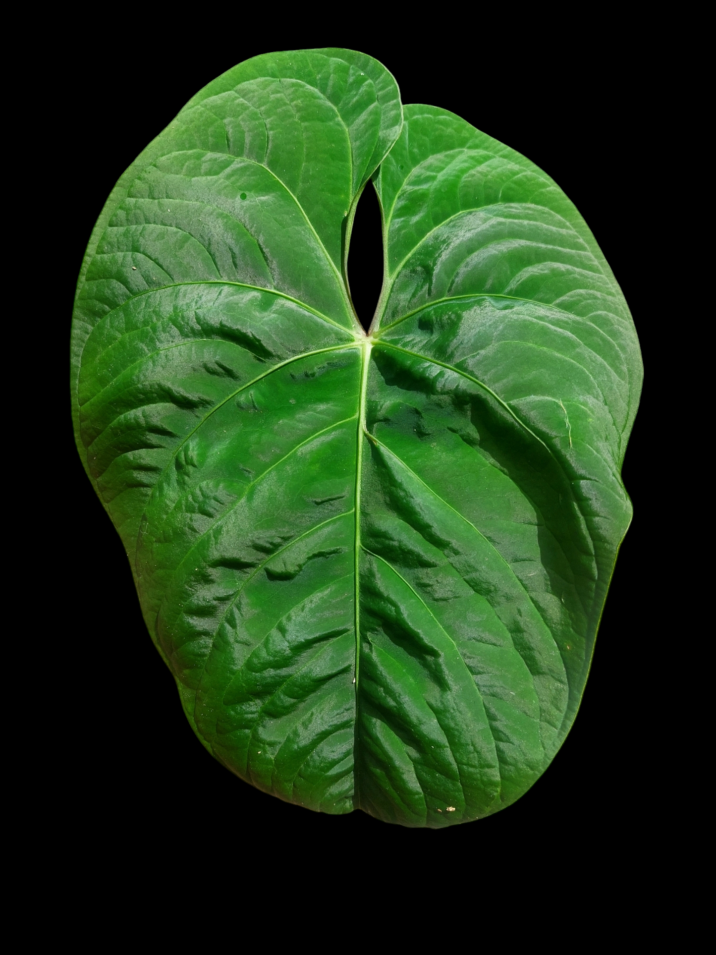 Anthurium sp. 'Huanuco Velvet' Wild Ecotype Large Size (EXACT PLANT)