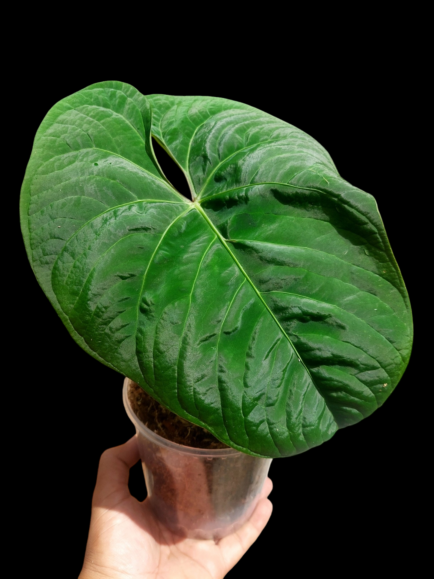 Anthurium sp. 'Huanuco Velvet' Wild Ecotype Large Size (EXACT PLANT)