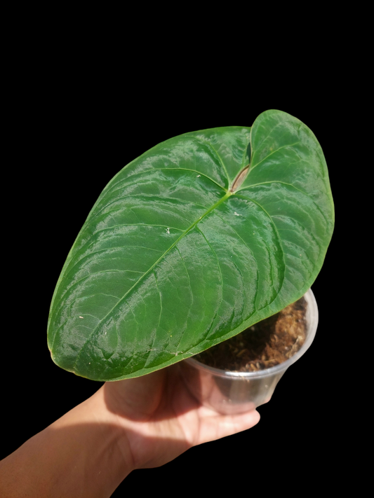 Anthurium sp. 'Huanuco Velvet' Wild Ecotype Medium Size (EXACT PLANT)