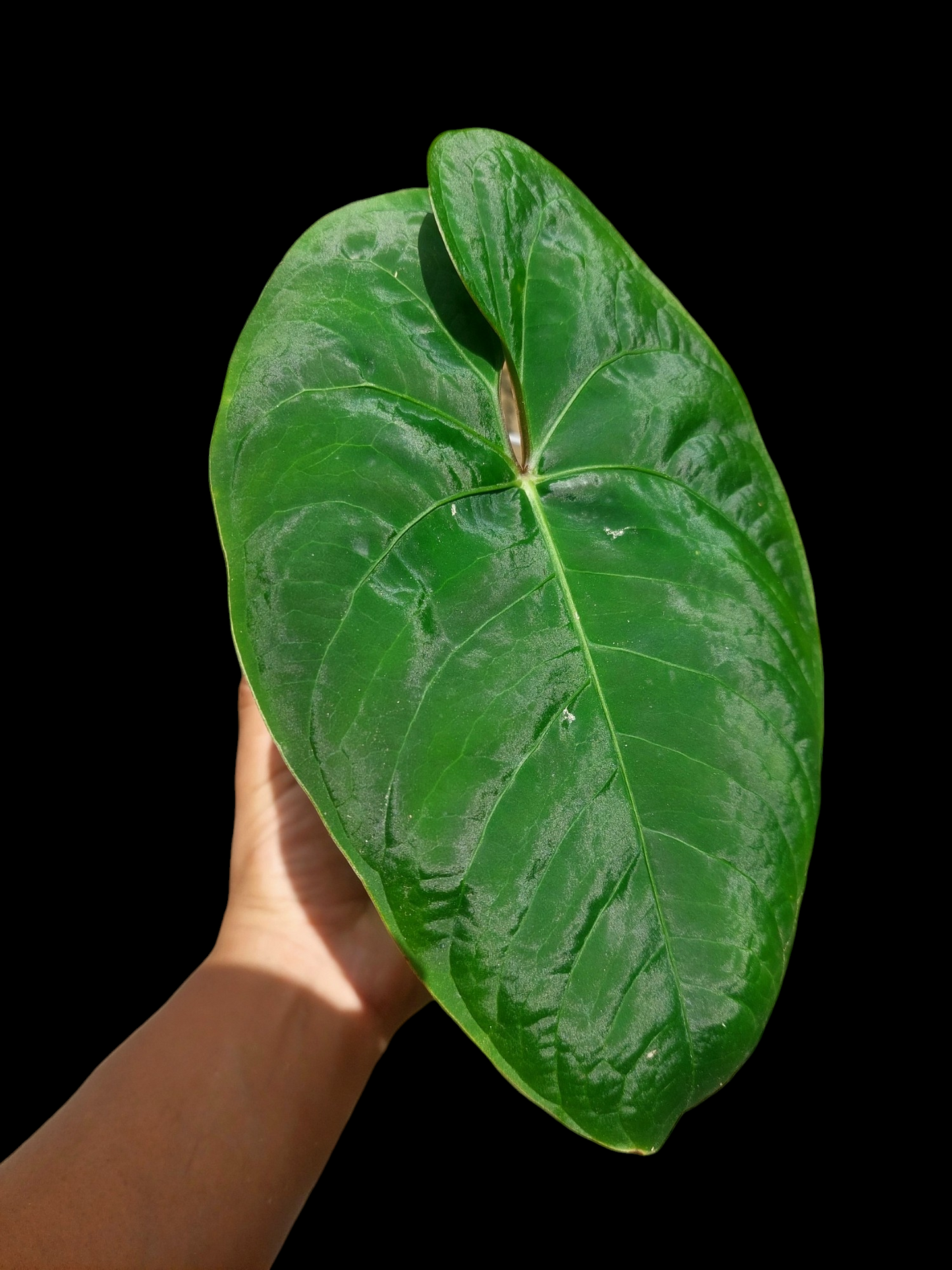 Anthurium sp. 'Huanuco Velvet' Wild Ecotype Medium Size (EXACT PLANT)