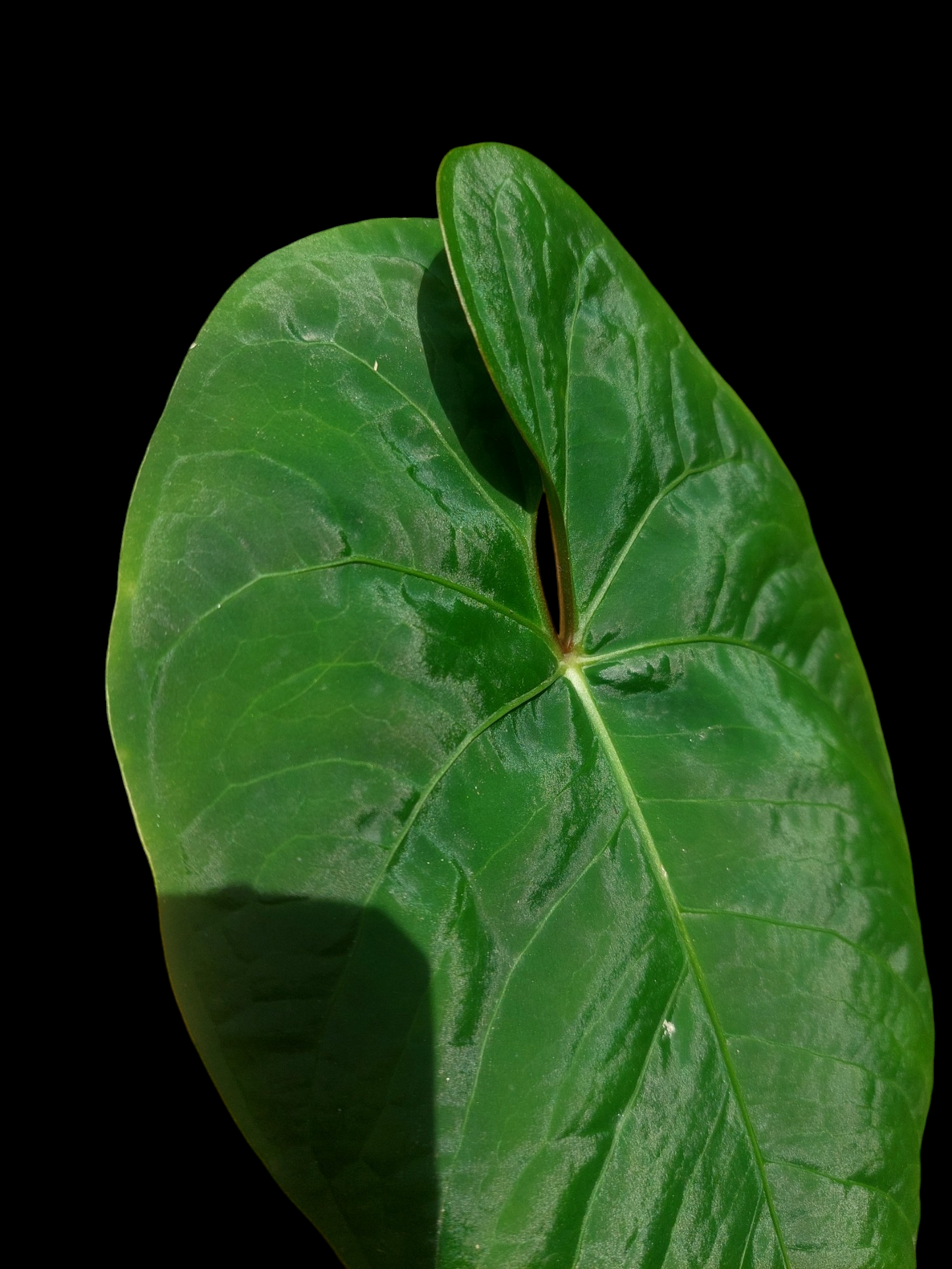 Anthurium sp. 'Huanuco Velvet' Wild Ecotype Medium Size (EXACT PLANT)