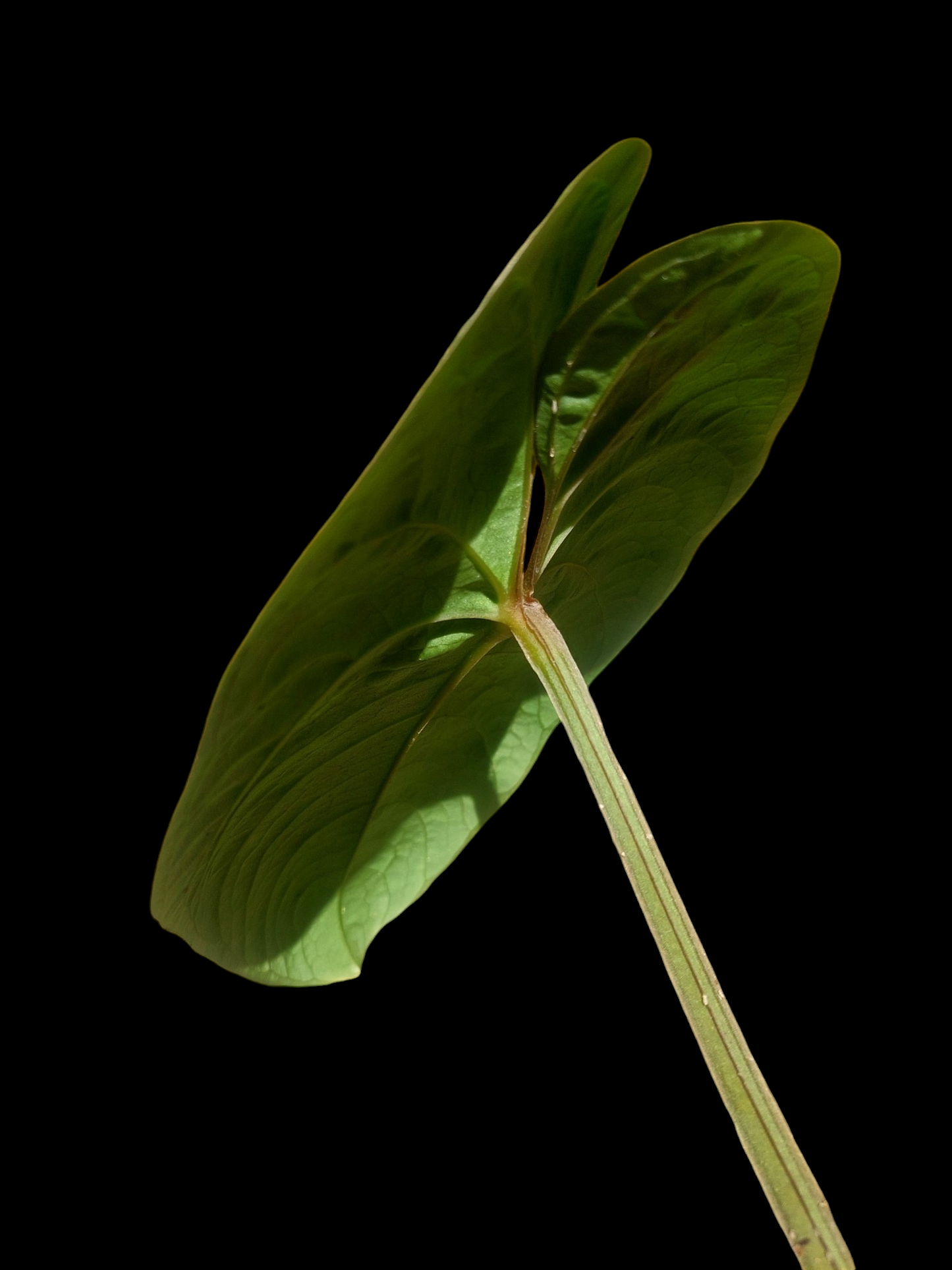 Anthurium sp. 'Huanuco Velvet' Wild Ecotype Medium Size (EXACT PLANT)