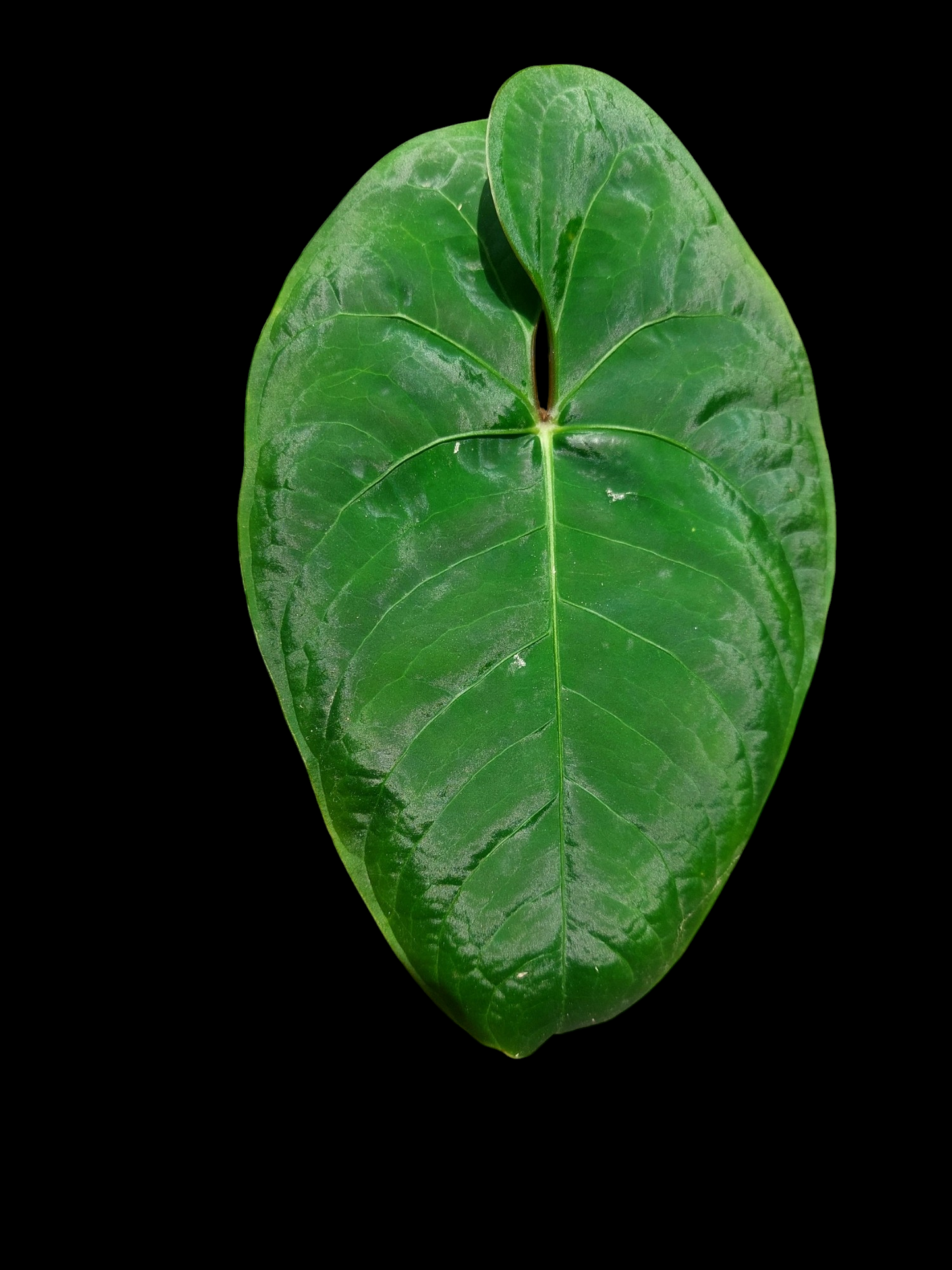 Anthurium sp. 'Huanuco Velvet' Wild Ecotype Medium Size (EXACT PLANT)