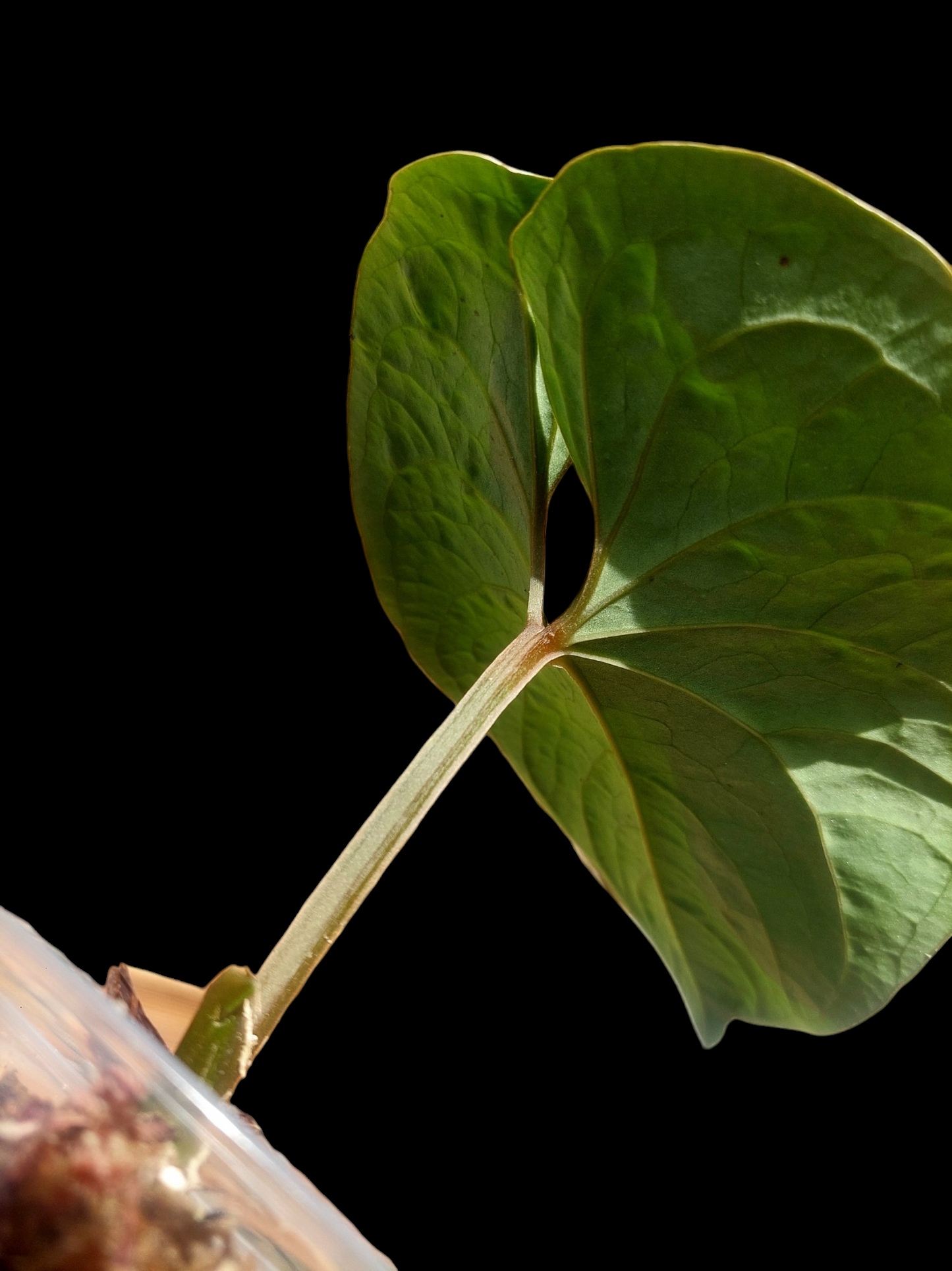 Anthurium sp. 'Huanuco Velvet' Wild Ecotype  (EXACT PLANT)