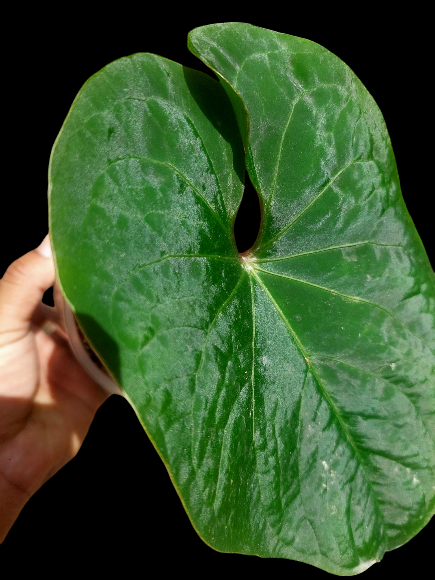 Anthurium sp. 'Huanuco Velvet' Wild Ecotype  (EXACT PLANT)