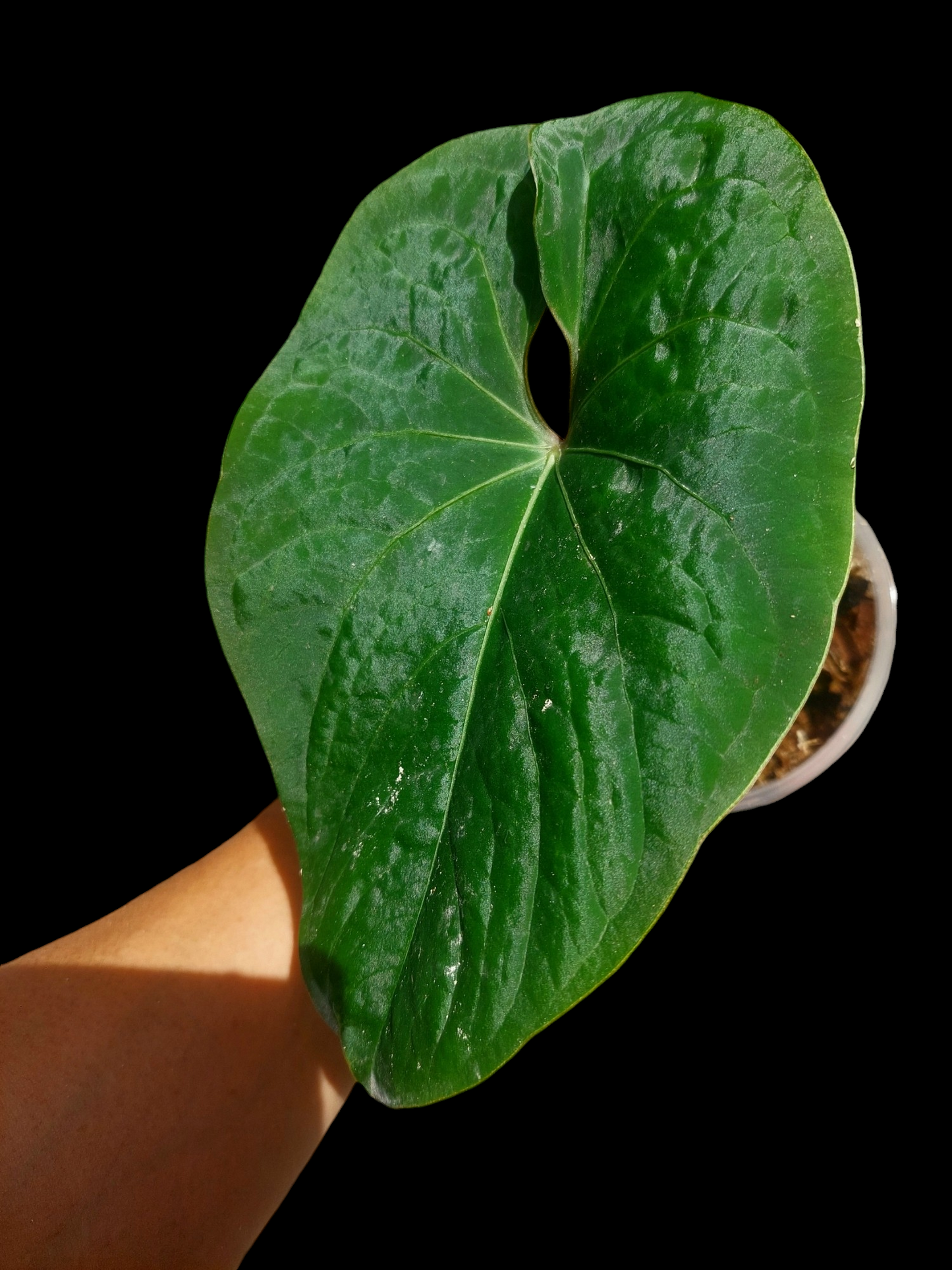 Anthurium sp. 'Huanuco Velvet' Wild Ecotype  (EXACT PLANT)