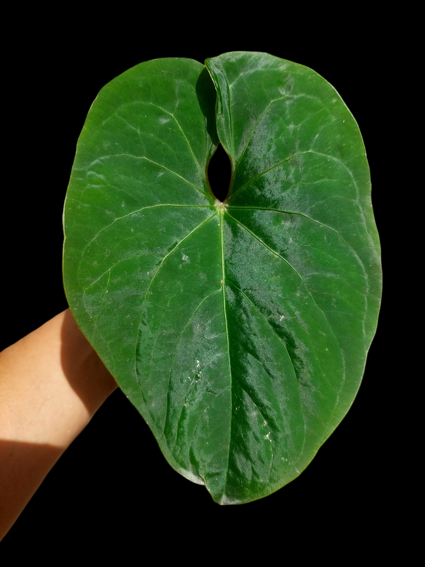 Anthurium sp. 'Huanuco Velvet' Wild Ecotype  (EXACT PLANT)