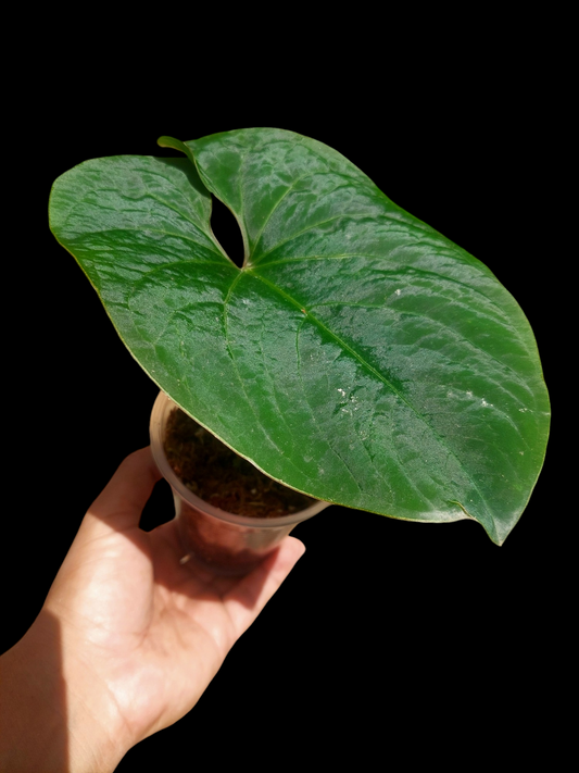 Anthurium sp. 'Huanuco Velvet' Wild Ecotype  (EXACT PLANT)