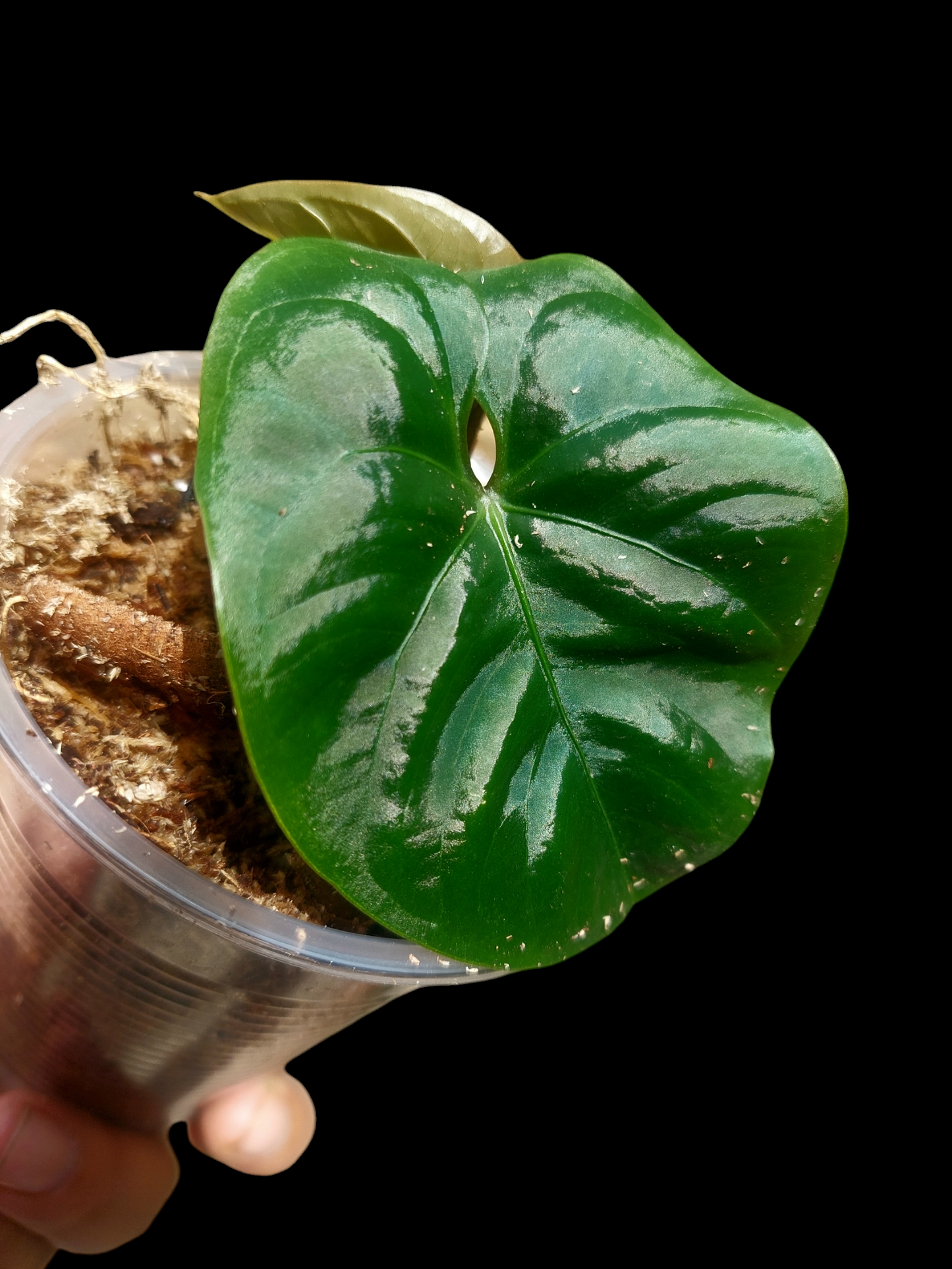 Anthurium sp. 'Huanuco Dark Velvet' XSmall Size Wild Ecotype  (EXACT PLANT)