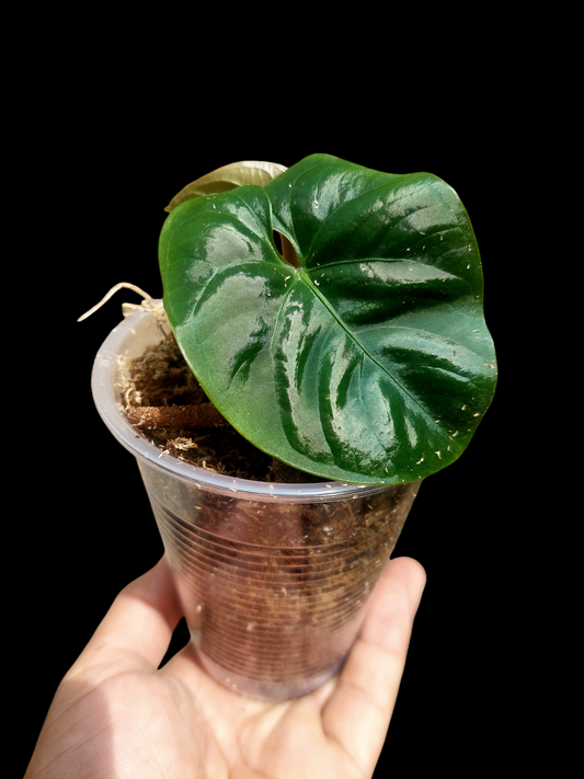 Anthurium sp. 'Huanuco Dark Velvet' XSmall Size Wild Ecotype  (EXACT PLANT)