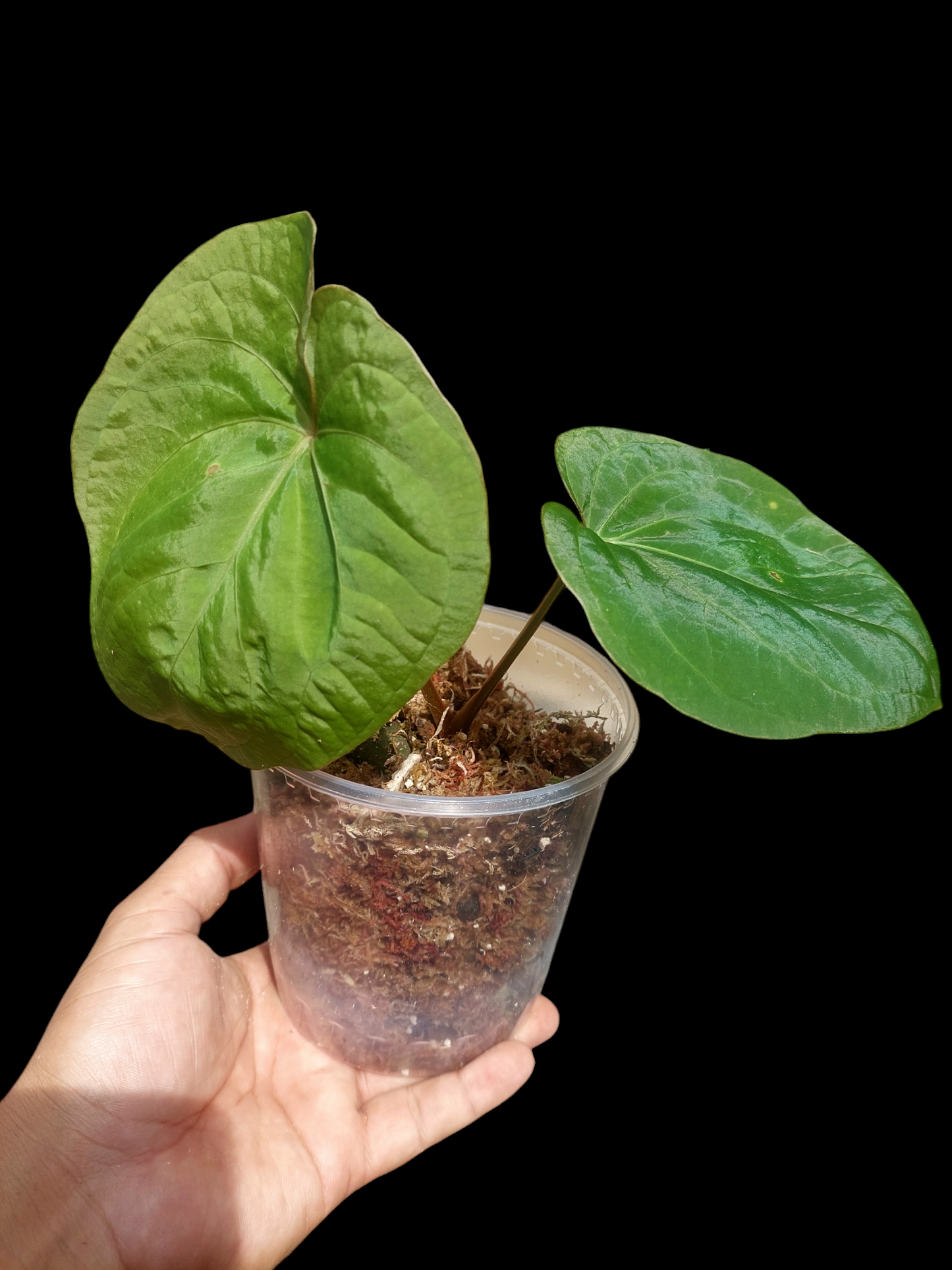 Anthurium Carpishense Medium Size 2 Leaves(EXACT PLANT)