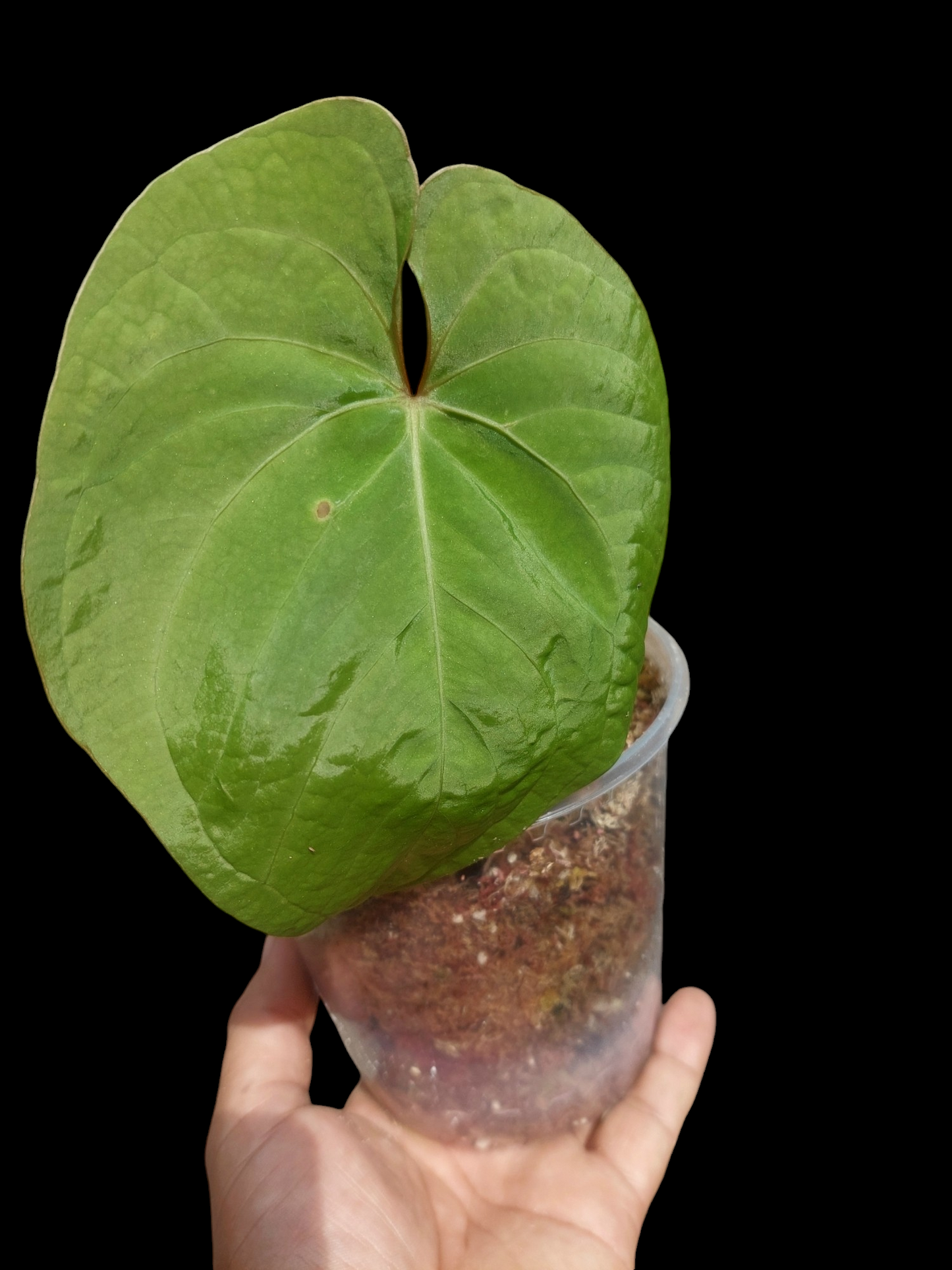 Anthurium Carpishense Medium Size 2 Leaves(EXACT PLANT)