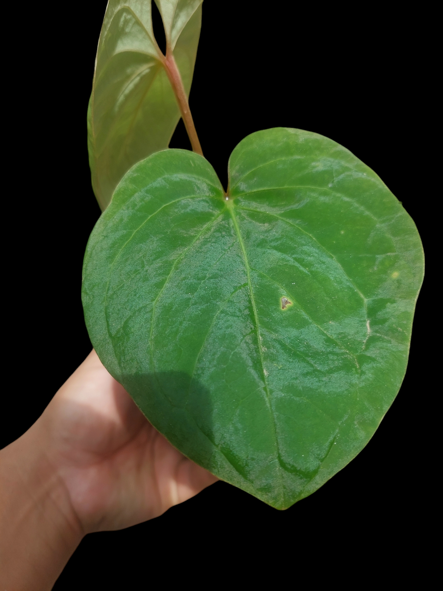 Anthurium Carpishense Medium Size 2 Leaves(EXACT PLANT)