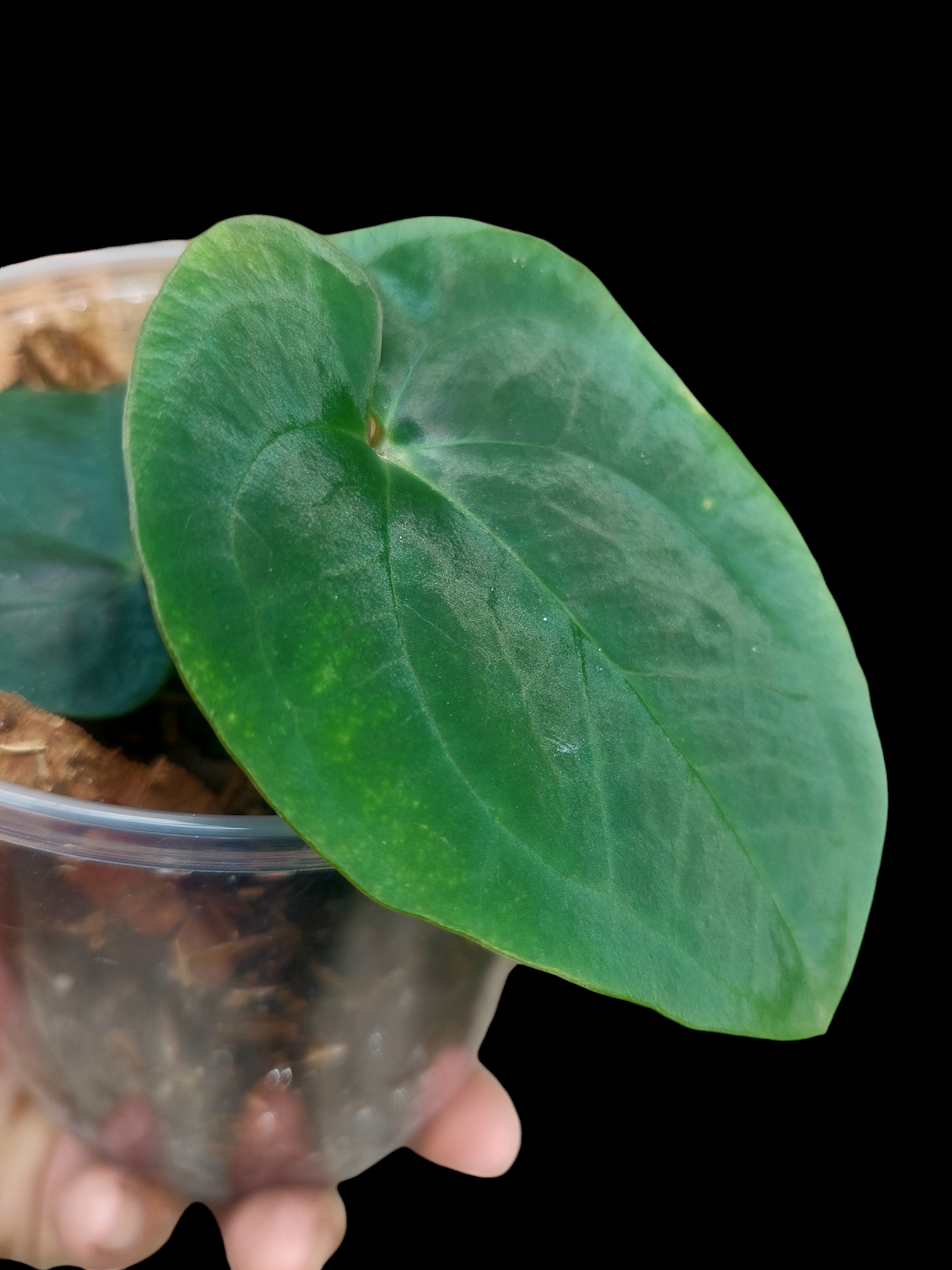 Anthurium Dressleri "Rio Guanche" XSmall Size Wild Ecotype (EXACT PLANT)