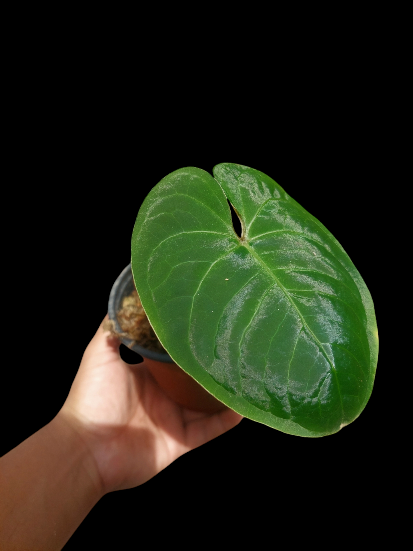 Anthurium sp. 'Huanuco Velvet' Wild Ecotype 1 Leaf  (EXACT PLANT)