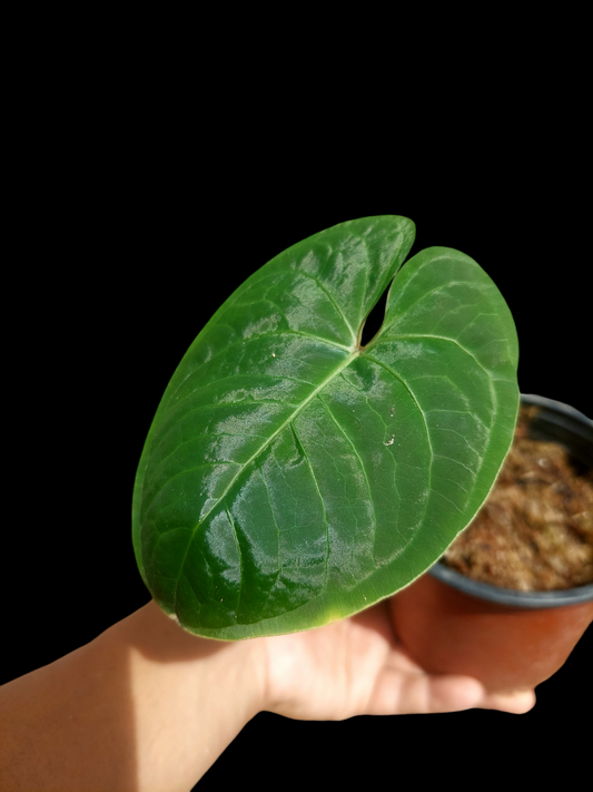 Anthurium sp. 'Huanuco Velvet' Wild Ecotype 1 Leaf  (EXACT PLANT)