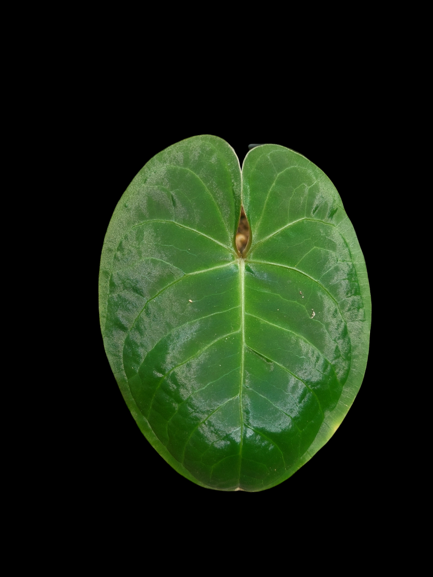 Anthurium sp. 'Huanuco Velvet' Wild Ecotype 1 Leaf  (EXACT PLANT)