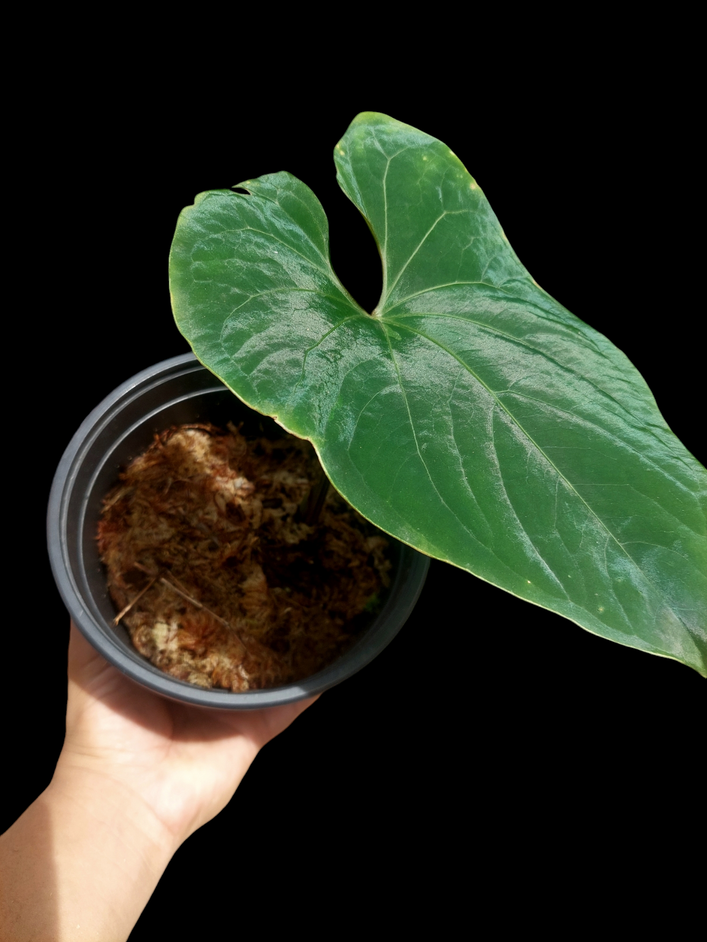 Anthurium sp. 'Huanuco Dark Velvet' (EXACT PLANT)