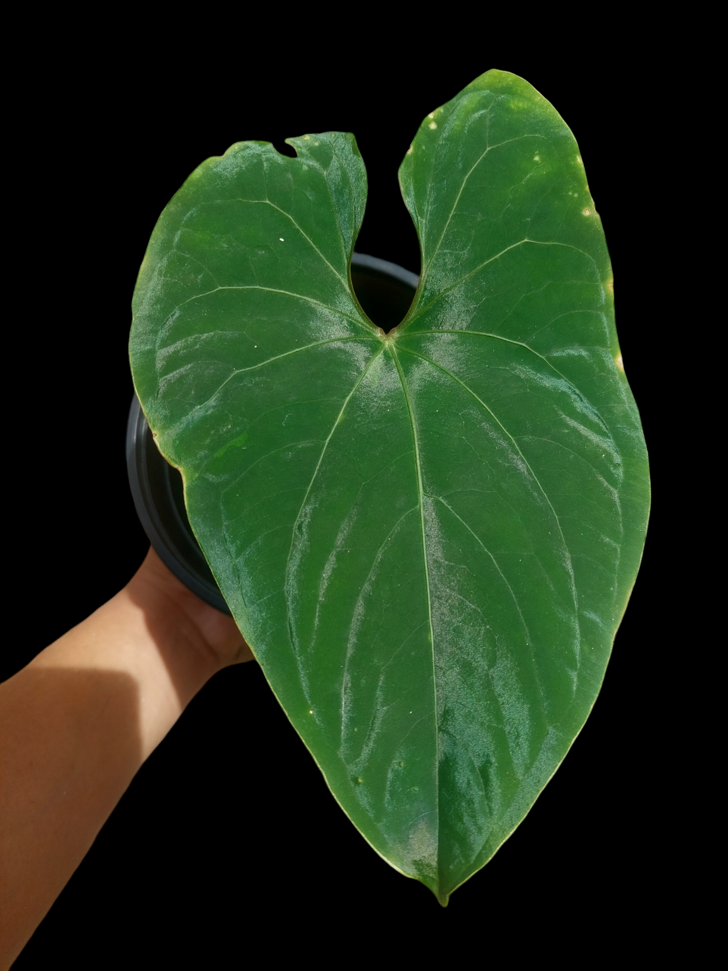 Anthurium sp. 'Huanuco Dark Velvet' (EXACT PLANT)