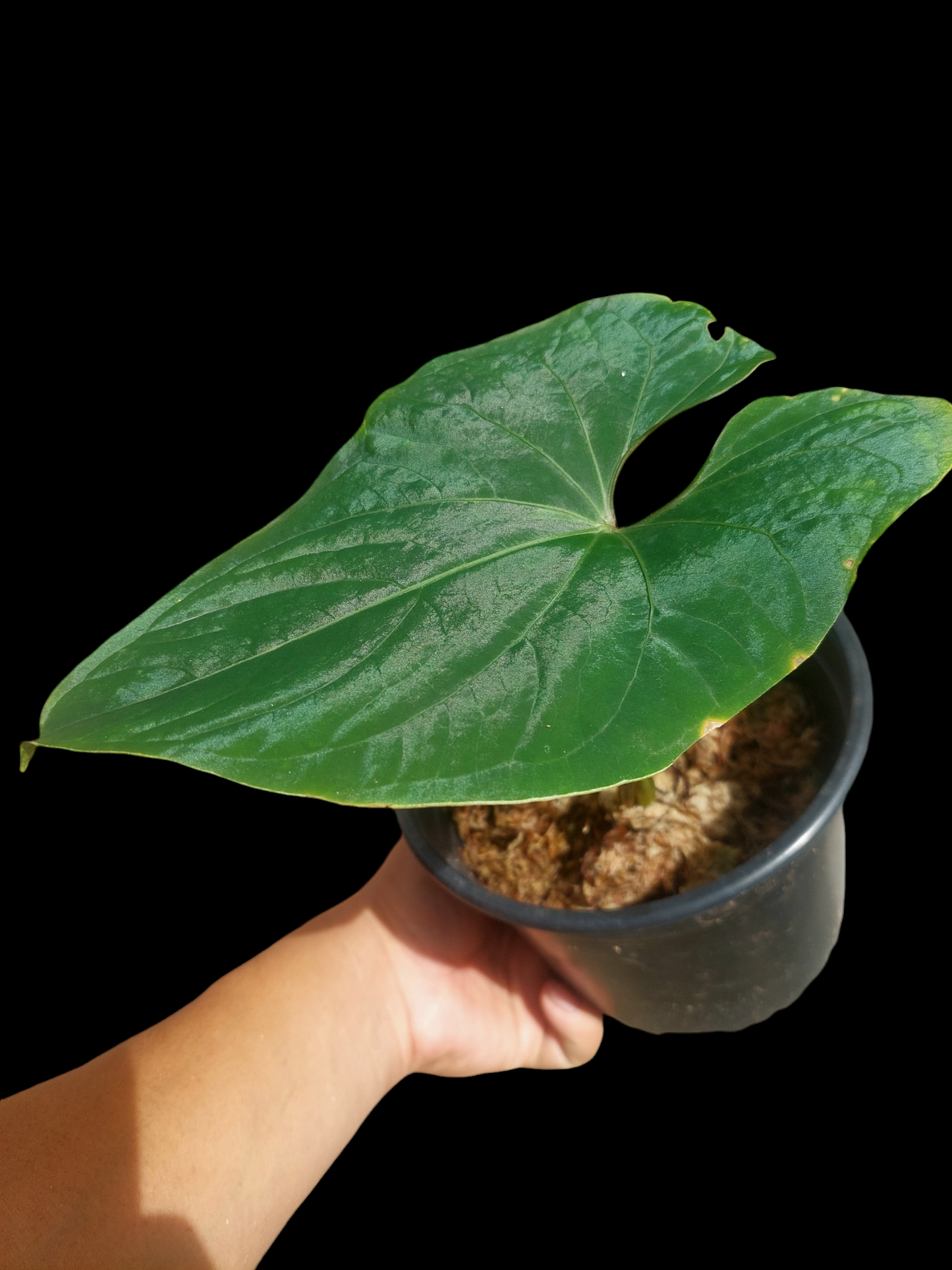 Anthurium sp. 'Huanuco Dark Velvet' (EXACT PLANT)