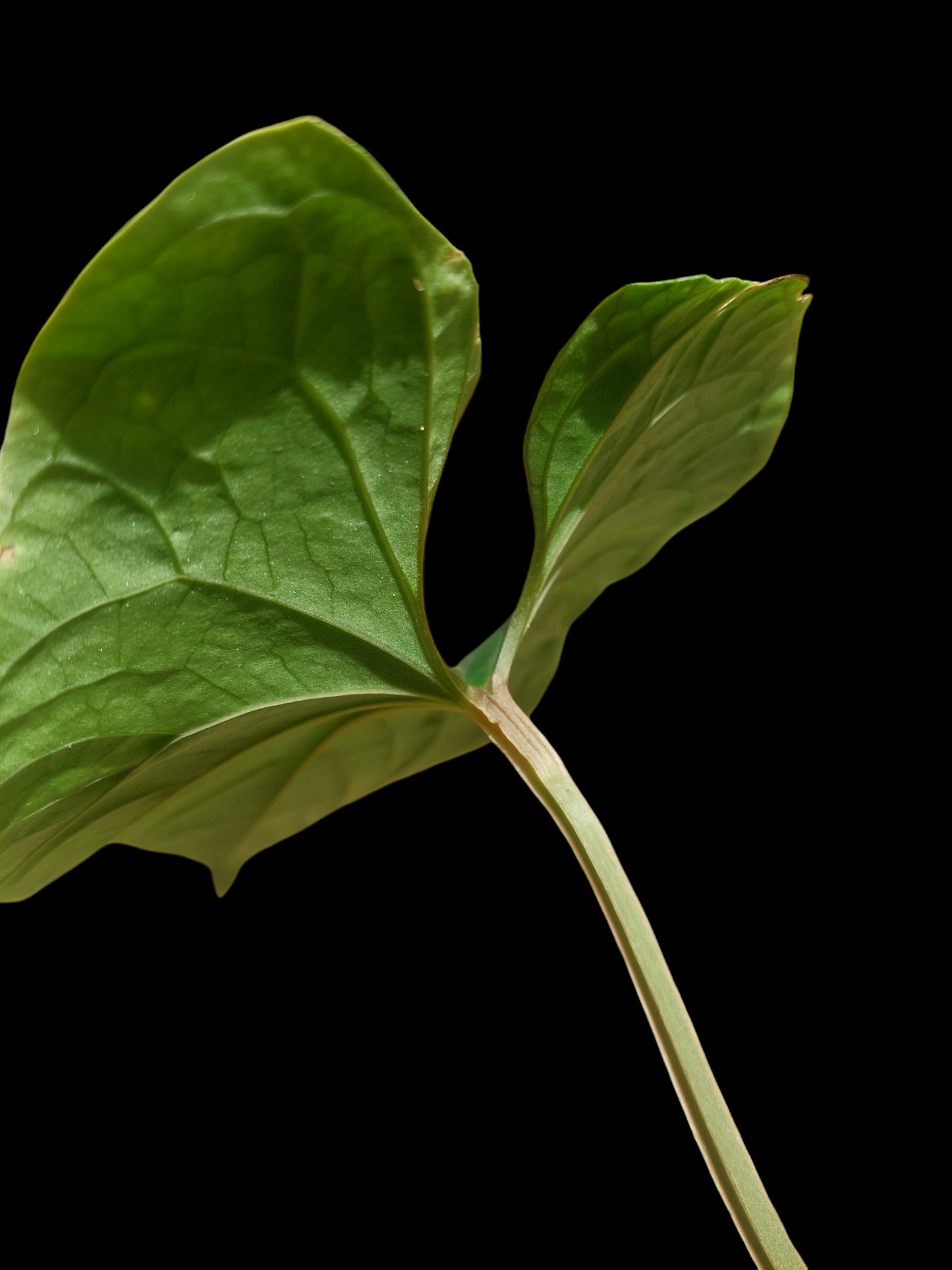 Anthurium sp. 'Huanuco Dark Velvet' (EXACT PLANT)