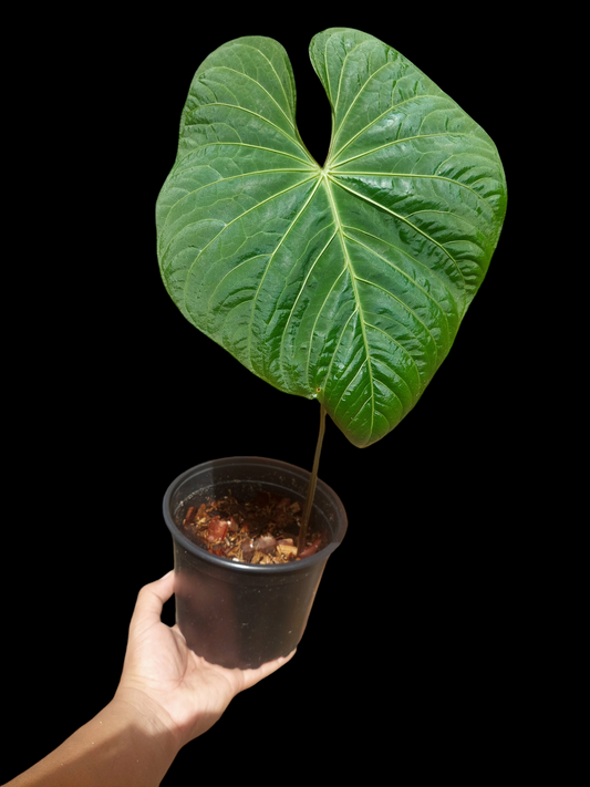 Anthurium sp. 'Colombianense' (EXACT PLANT)